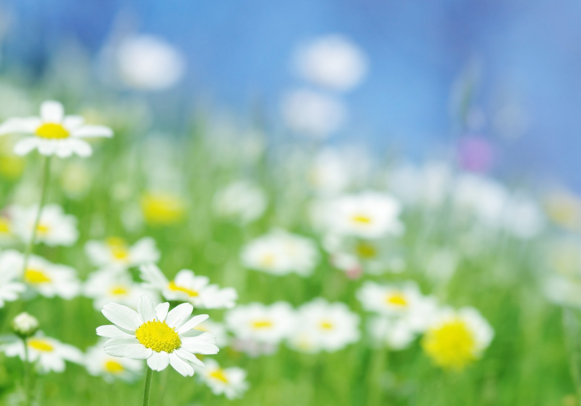 flower close up daisy chamomile light rays supplies the field