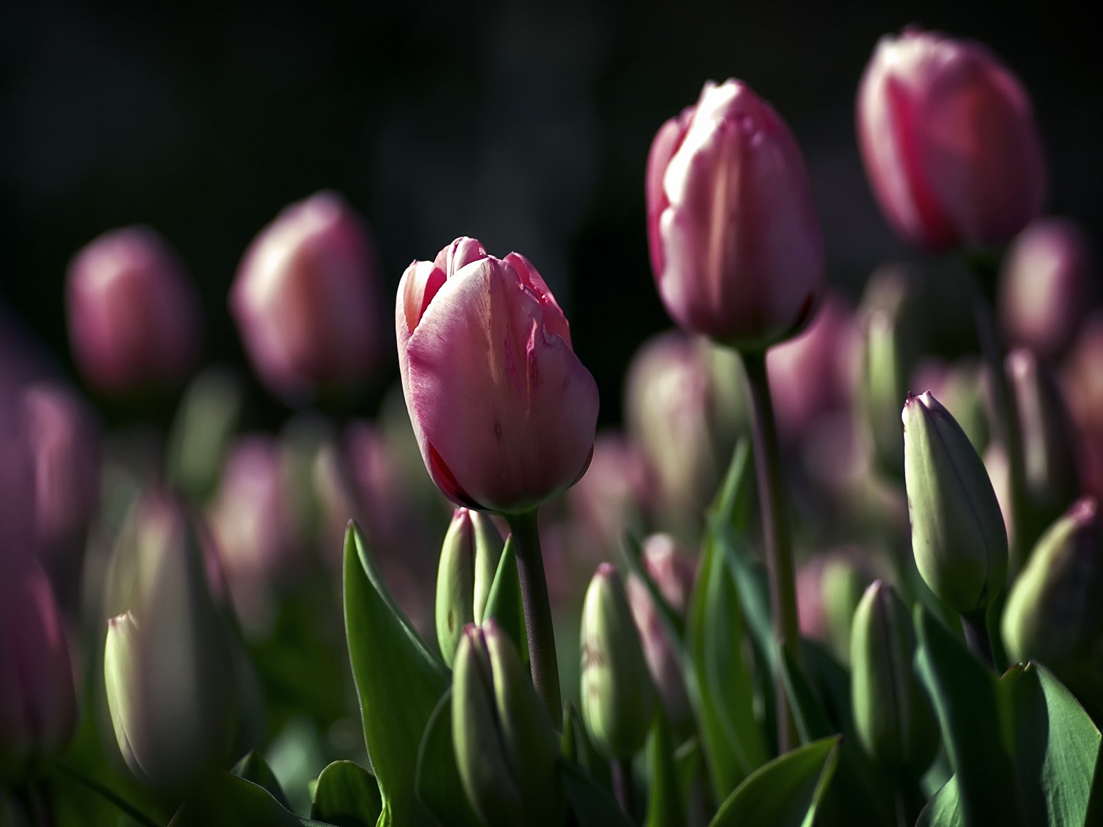 flores tulipanes verdes hojas