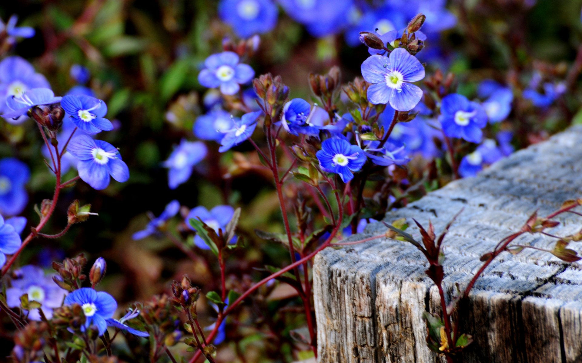 fleurs petites bleues