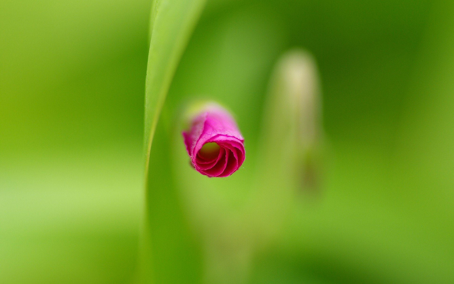 kwiaty makro natura flowers róża