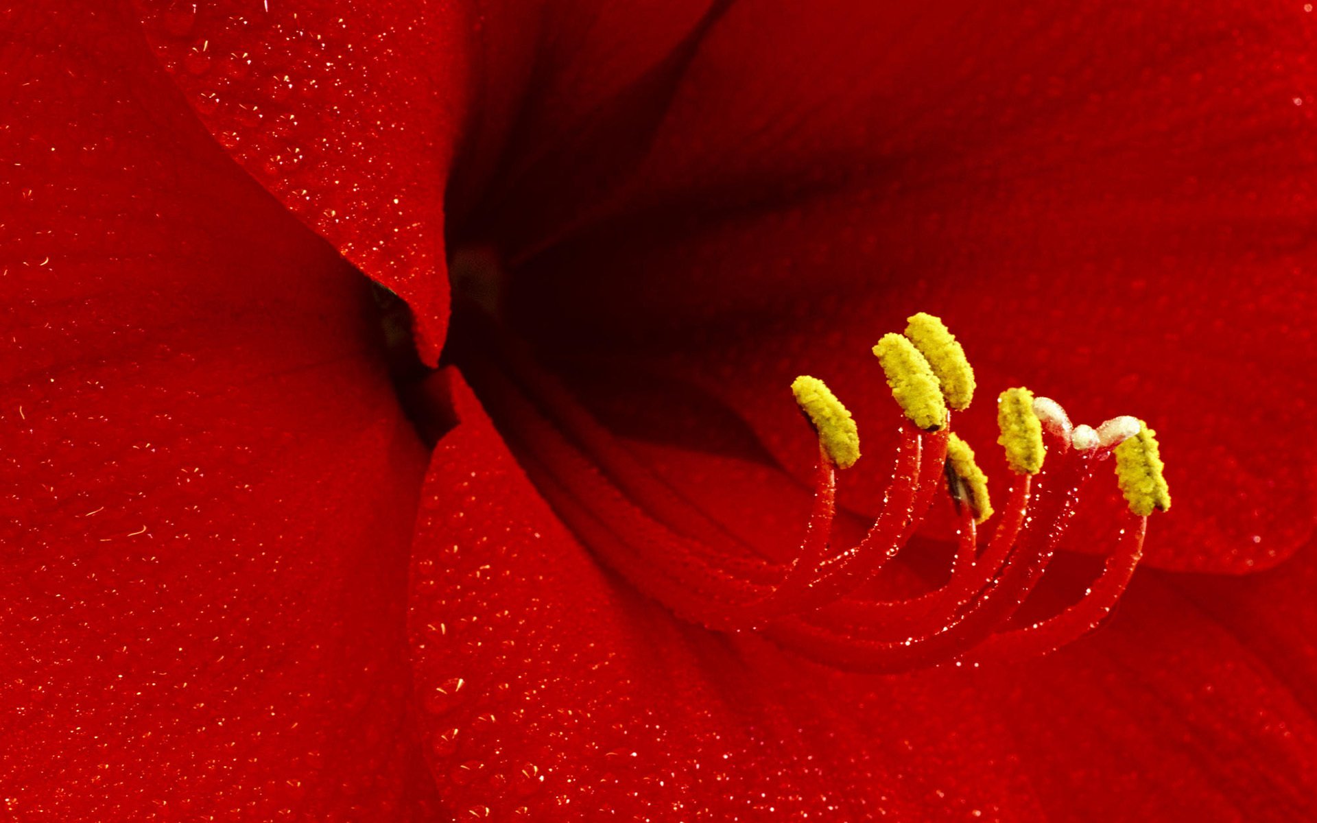 flower lily pestle stamen