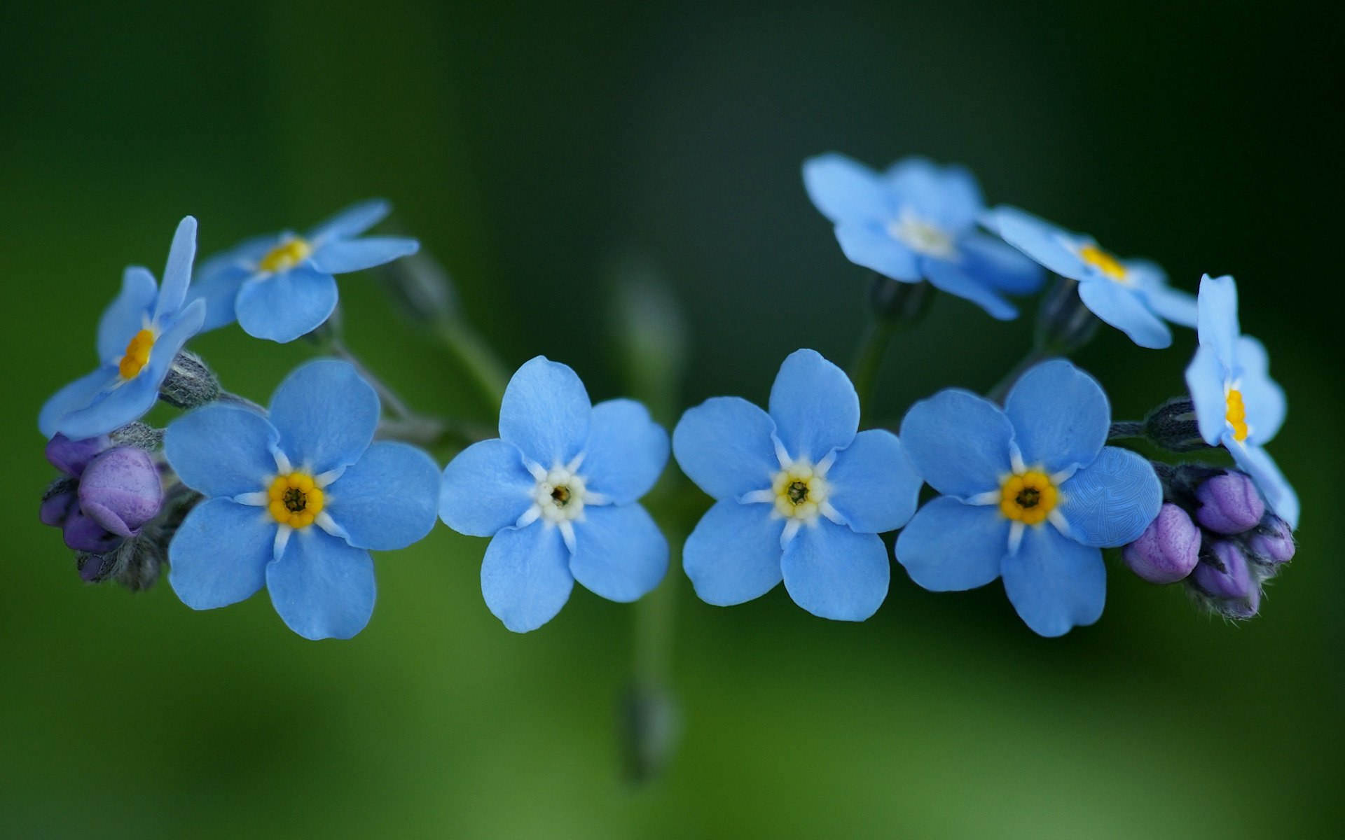 myosotis fleurs bleu bleu macro plantes nature