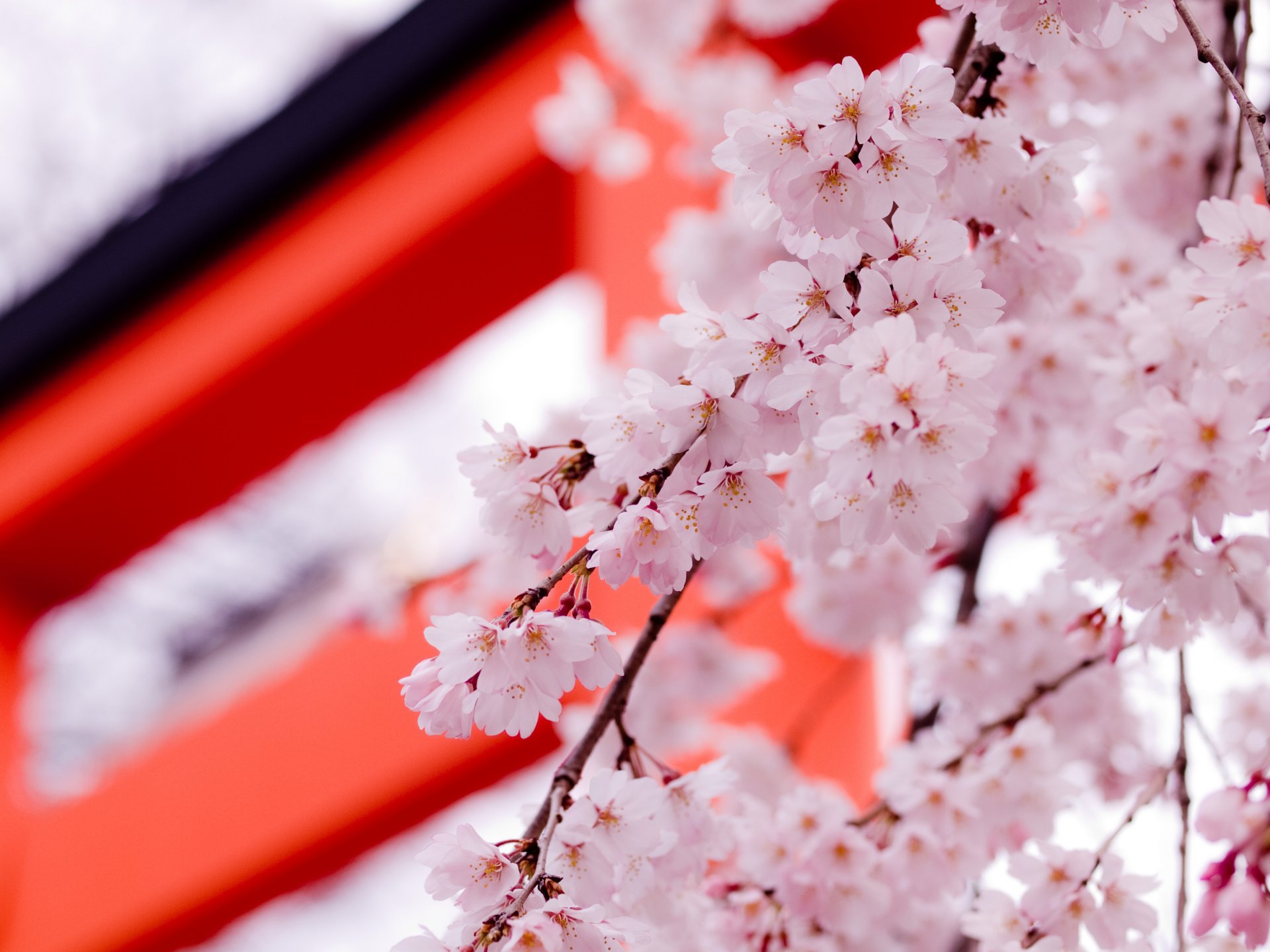 sakura pétales fleurs rose printemps beauté