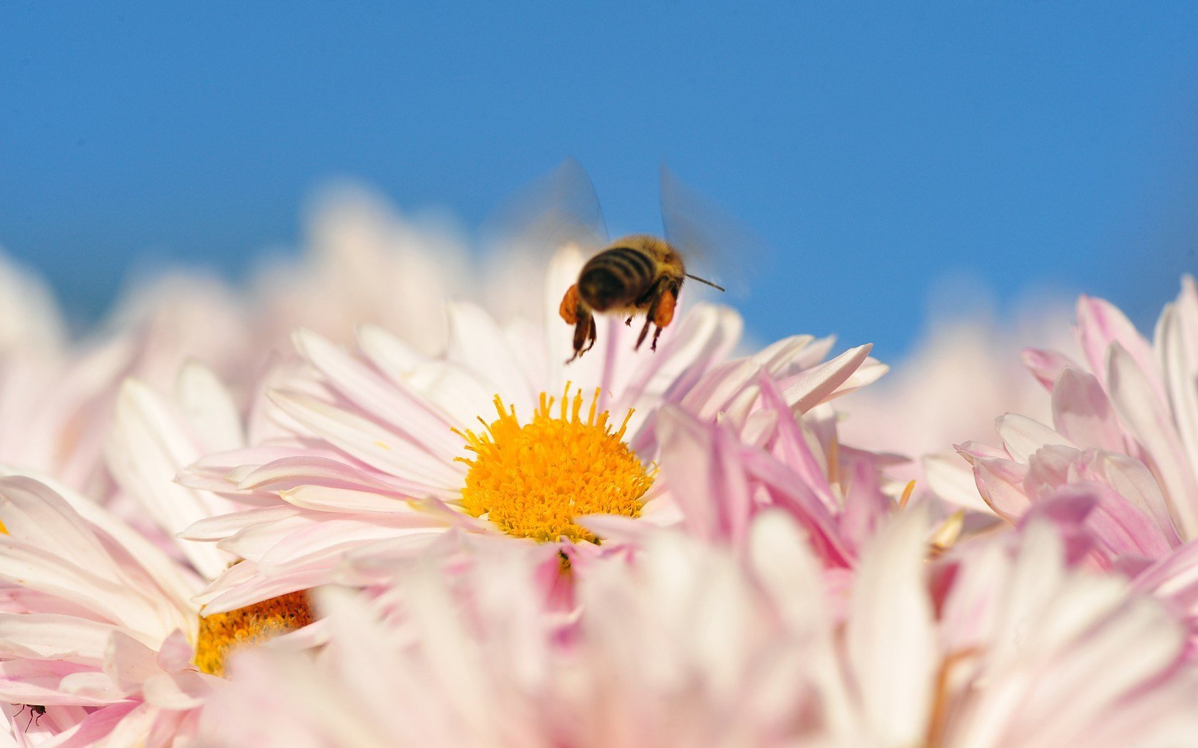 abeja culo vuela