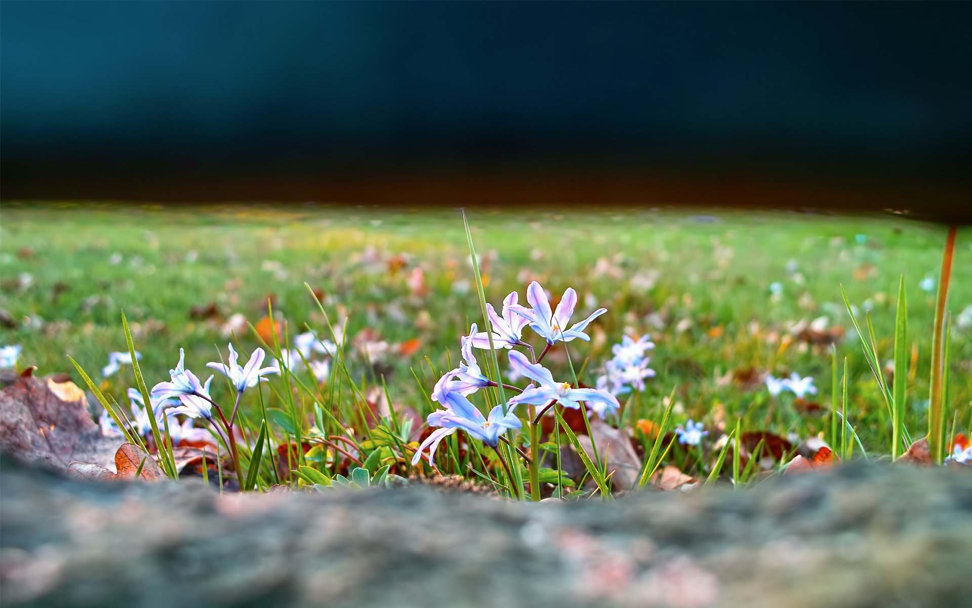 field grass flower nature focu