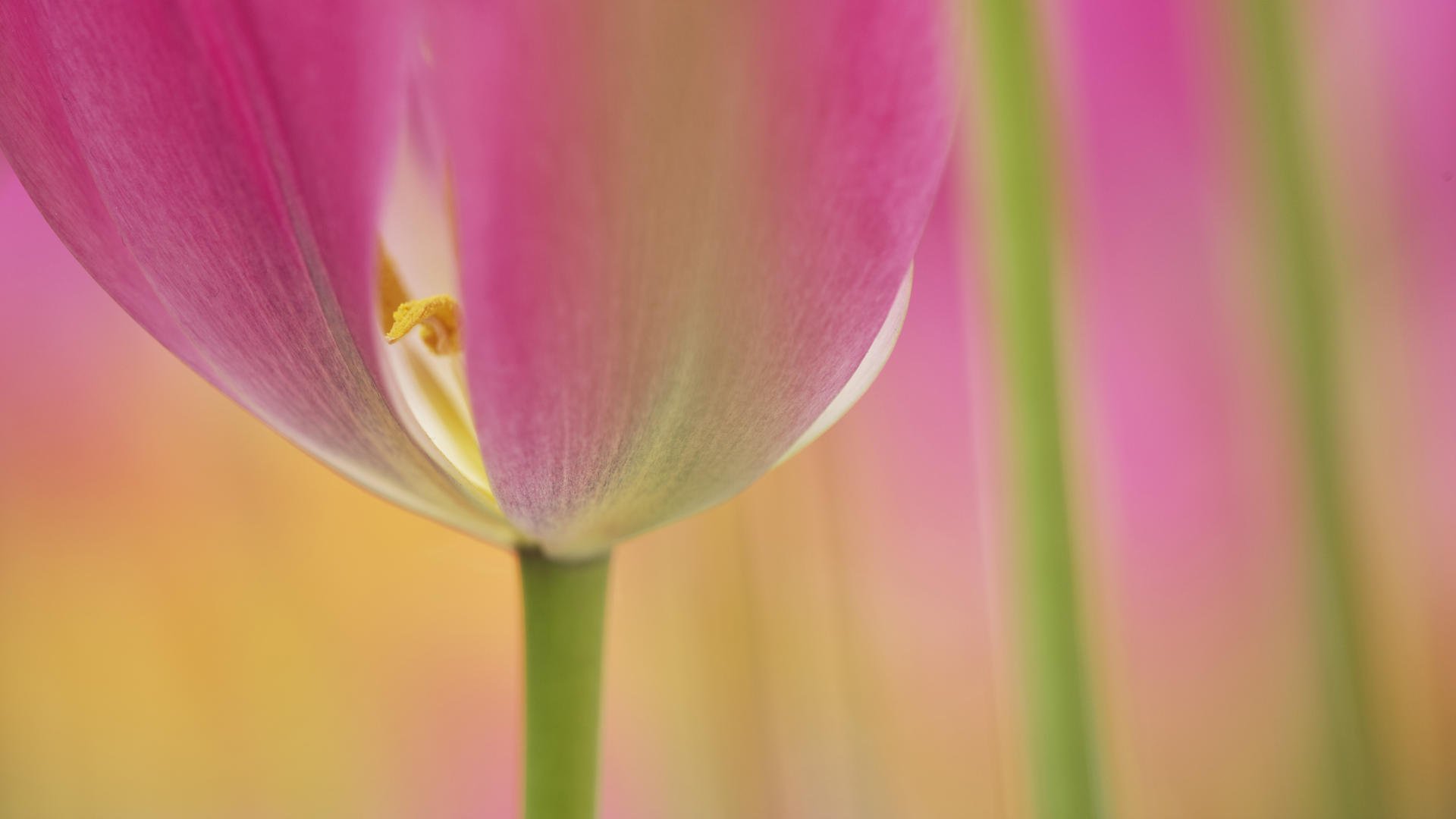 tulip flower close up