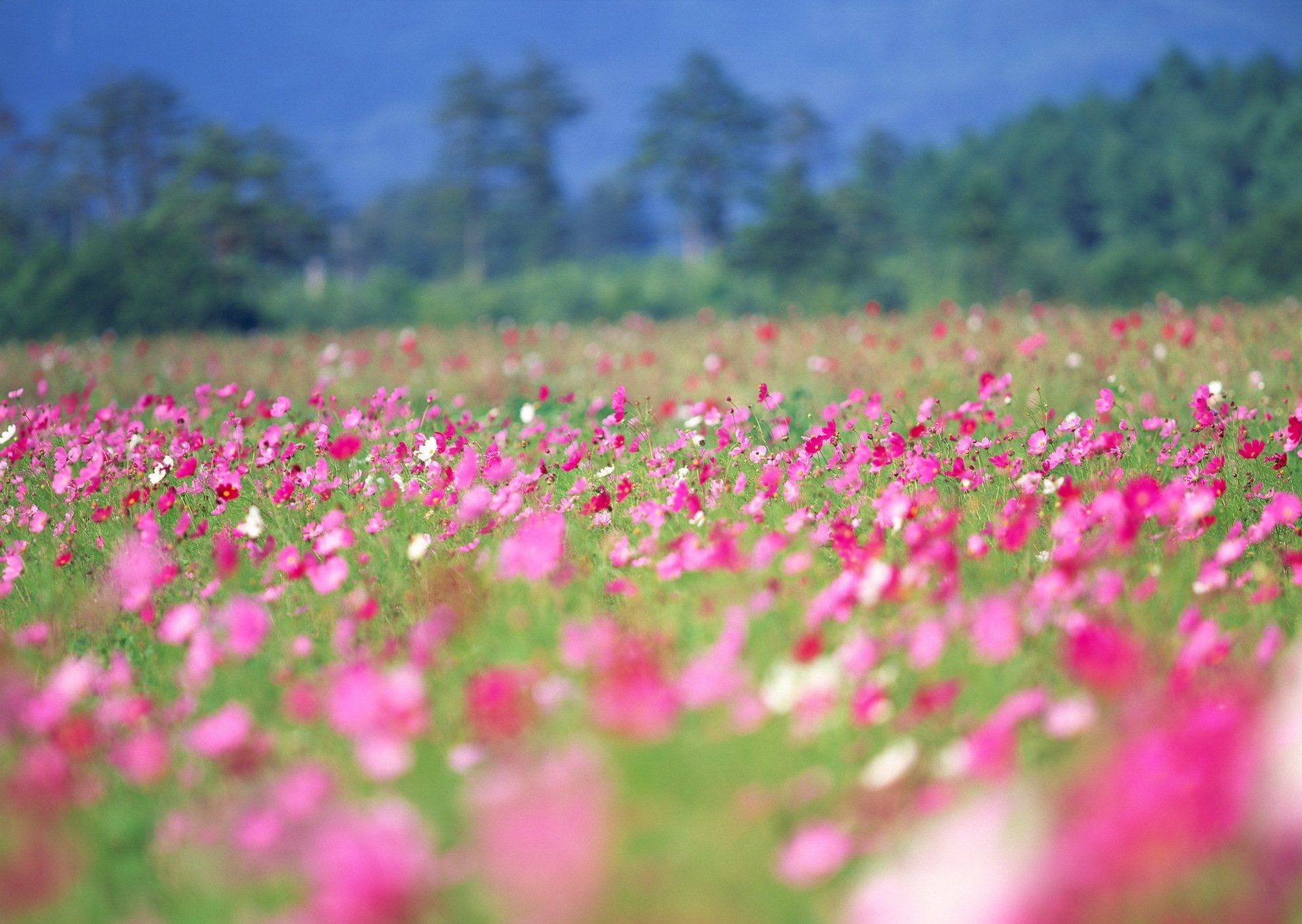 pring flower summer