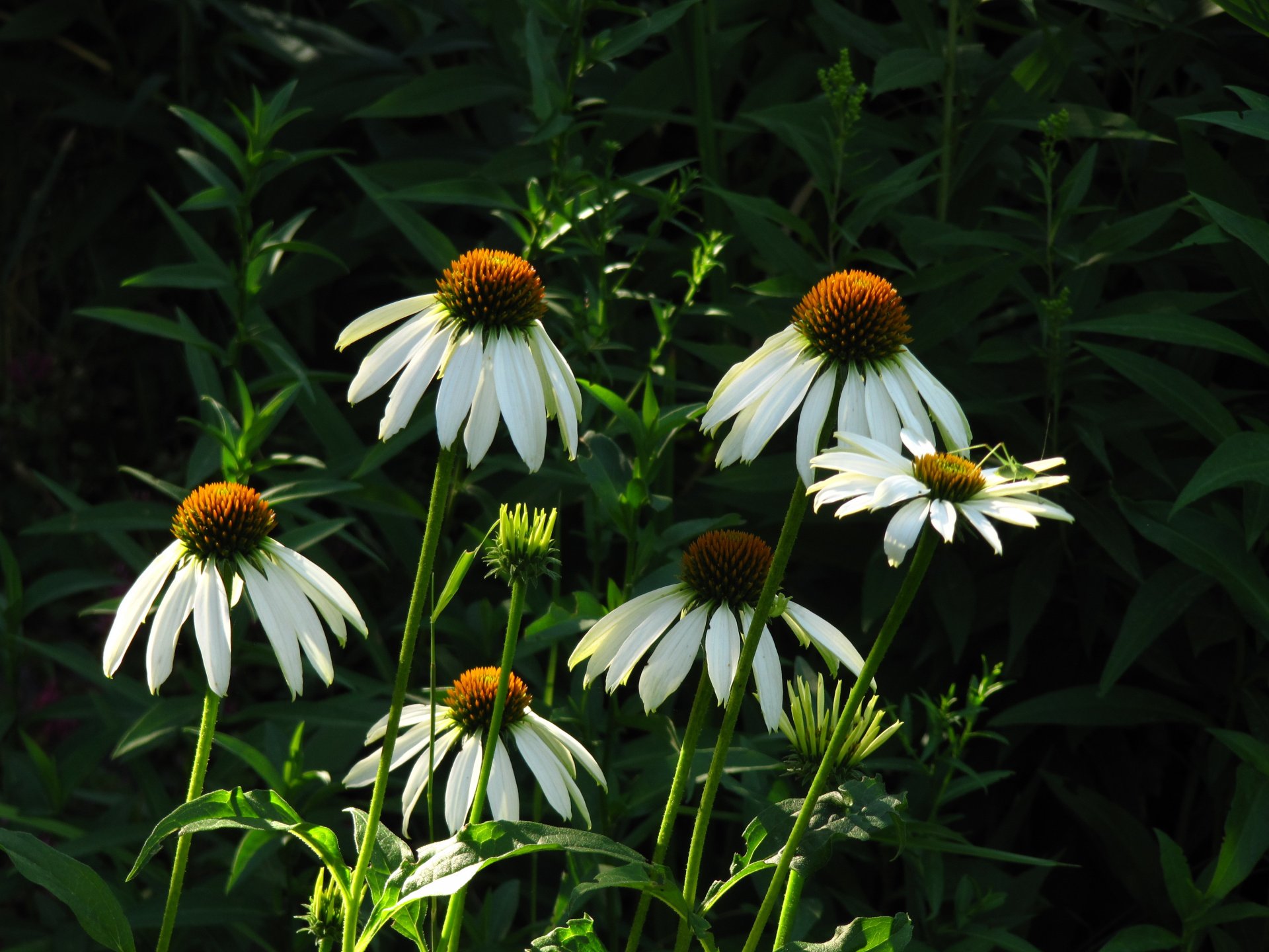 chamomile green morning