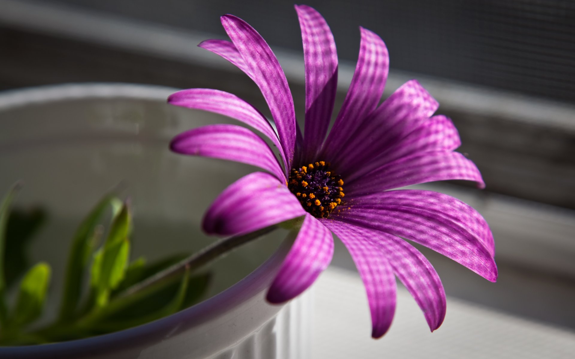 purple flower close up