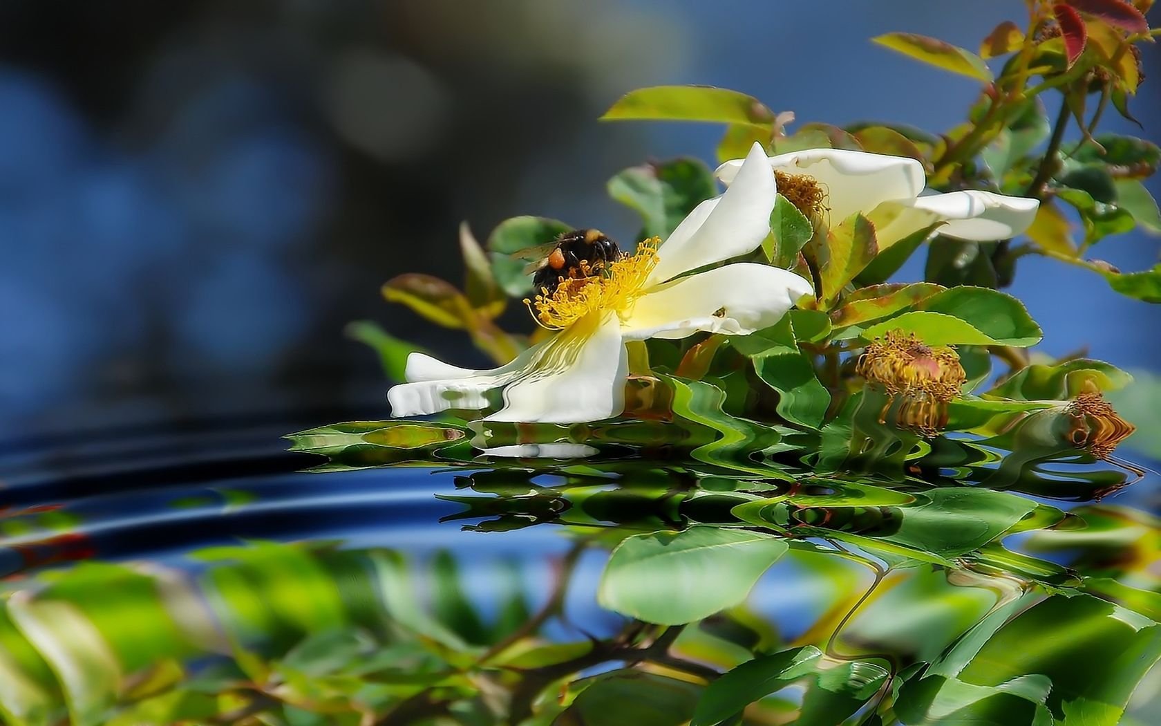 rosa canina ape riflessione