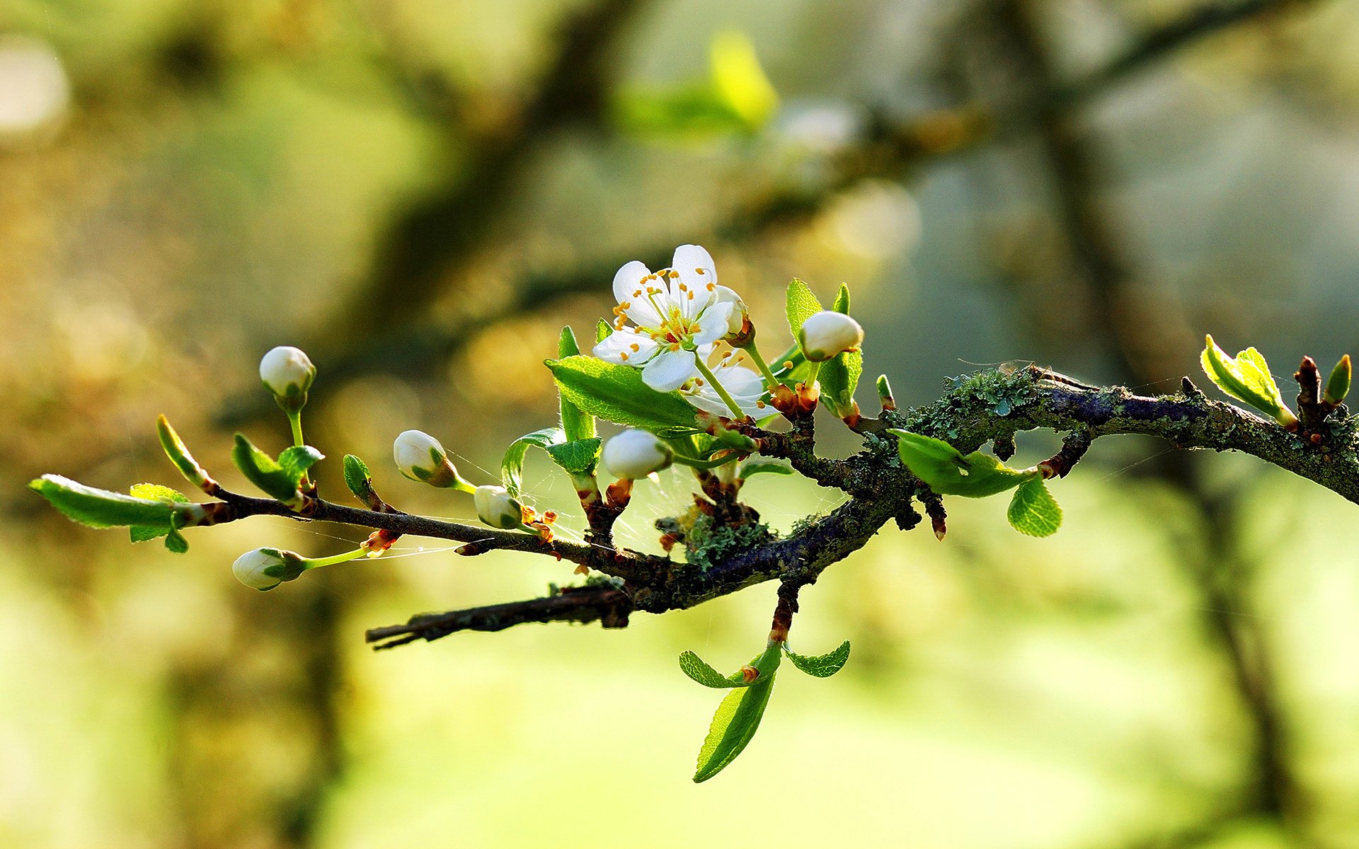 nature printemps branche gros plan fleurs