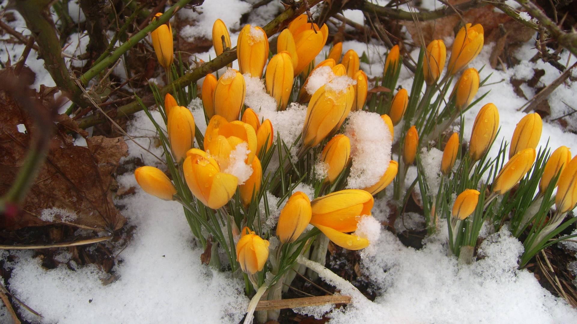 campanillas de invierno amarillo primavera