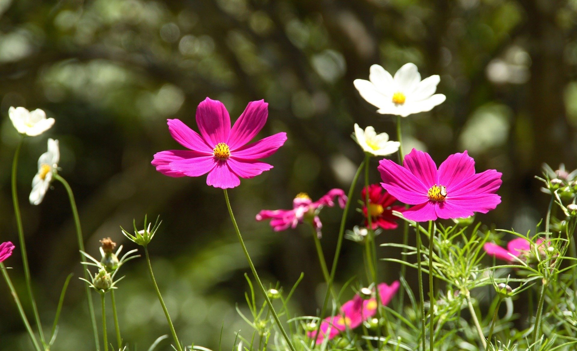 blumen wiese feld natur makroschönheit