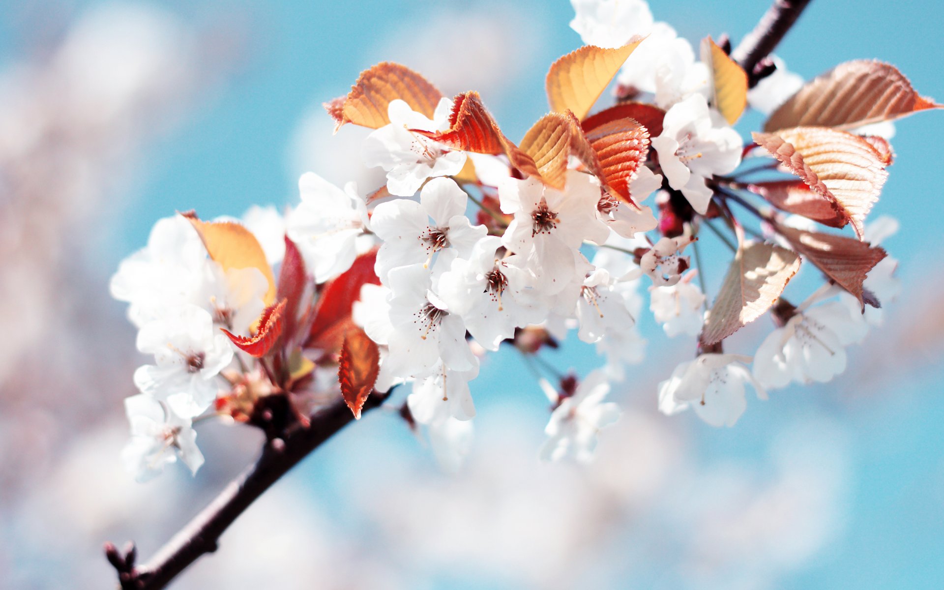 cereza primavera blanco