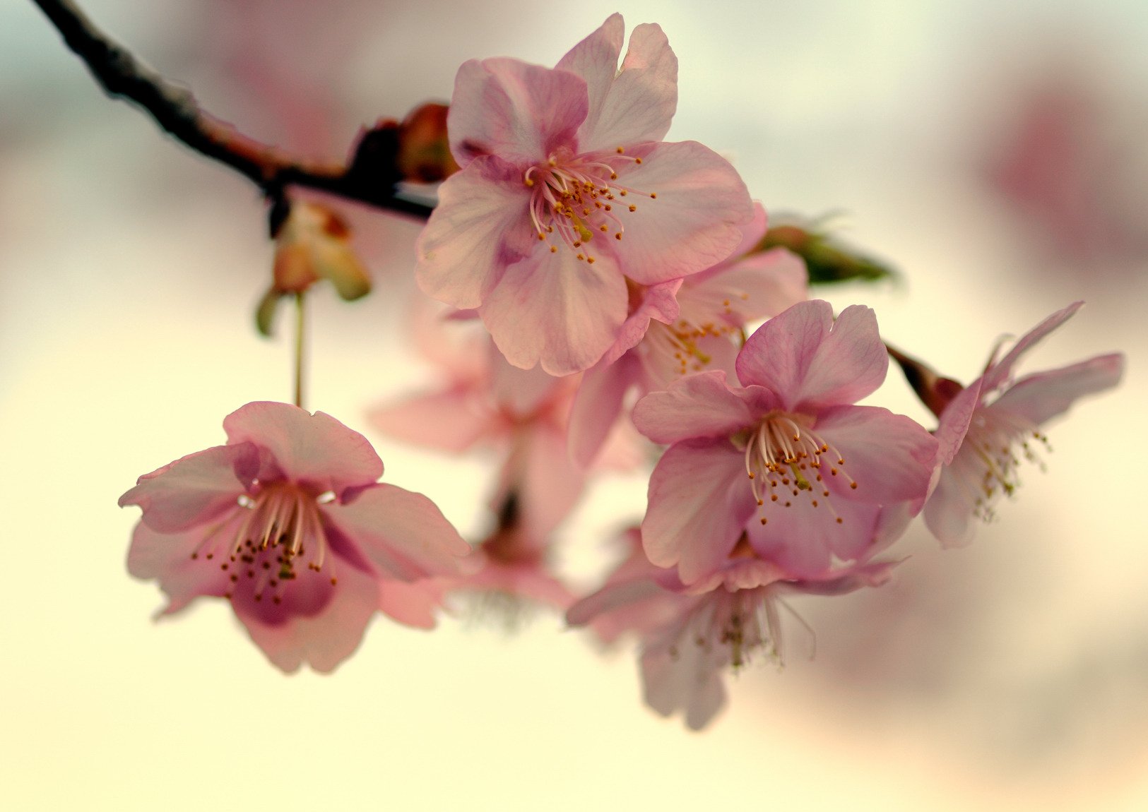 sakura rama cereza floración japón primavera pétalos rosa cielo luz macro