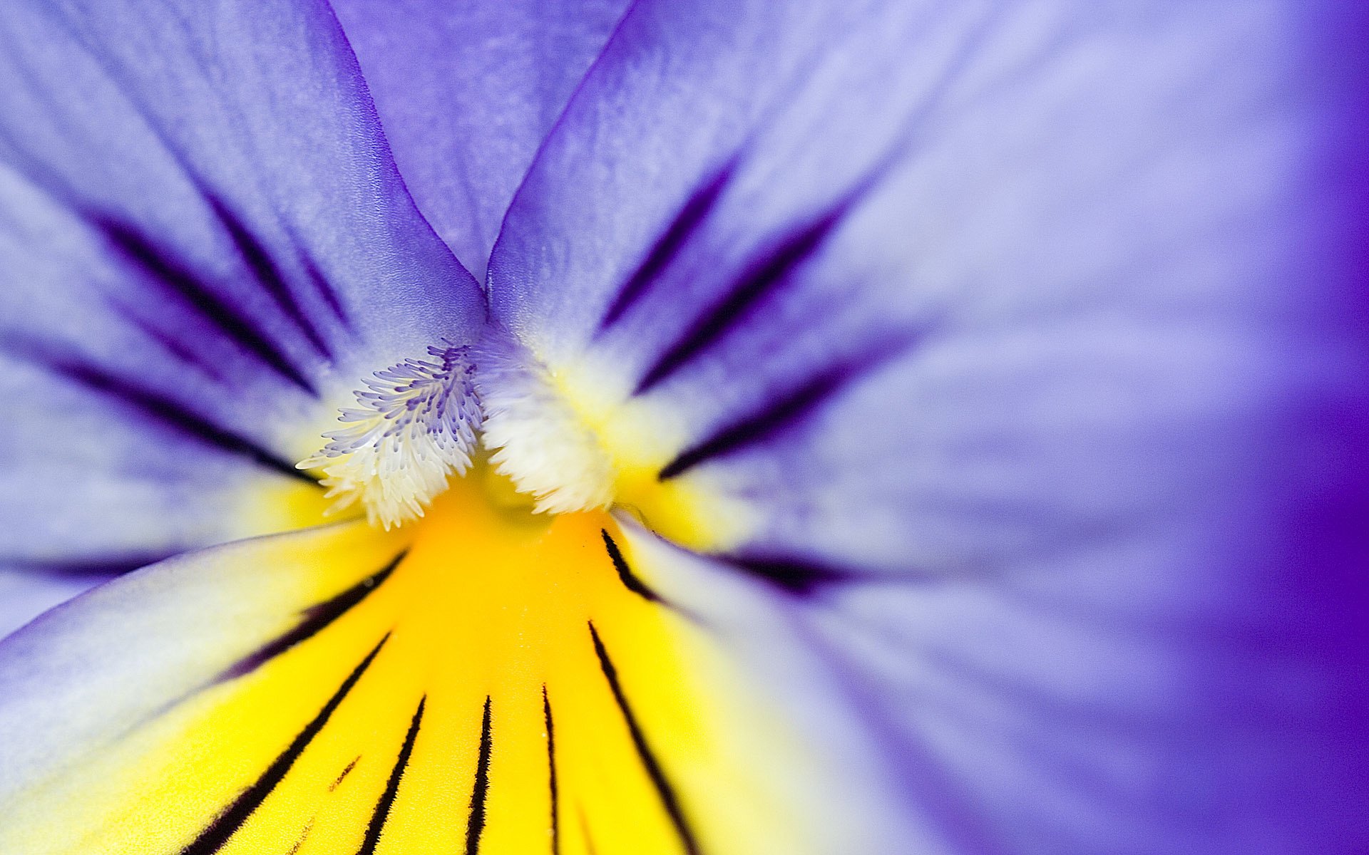 macro viola giallo