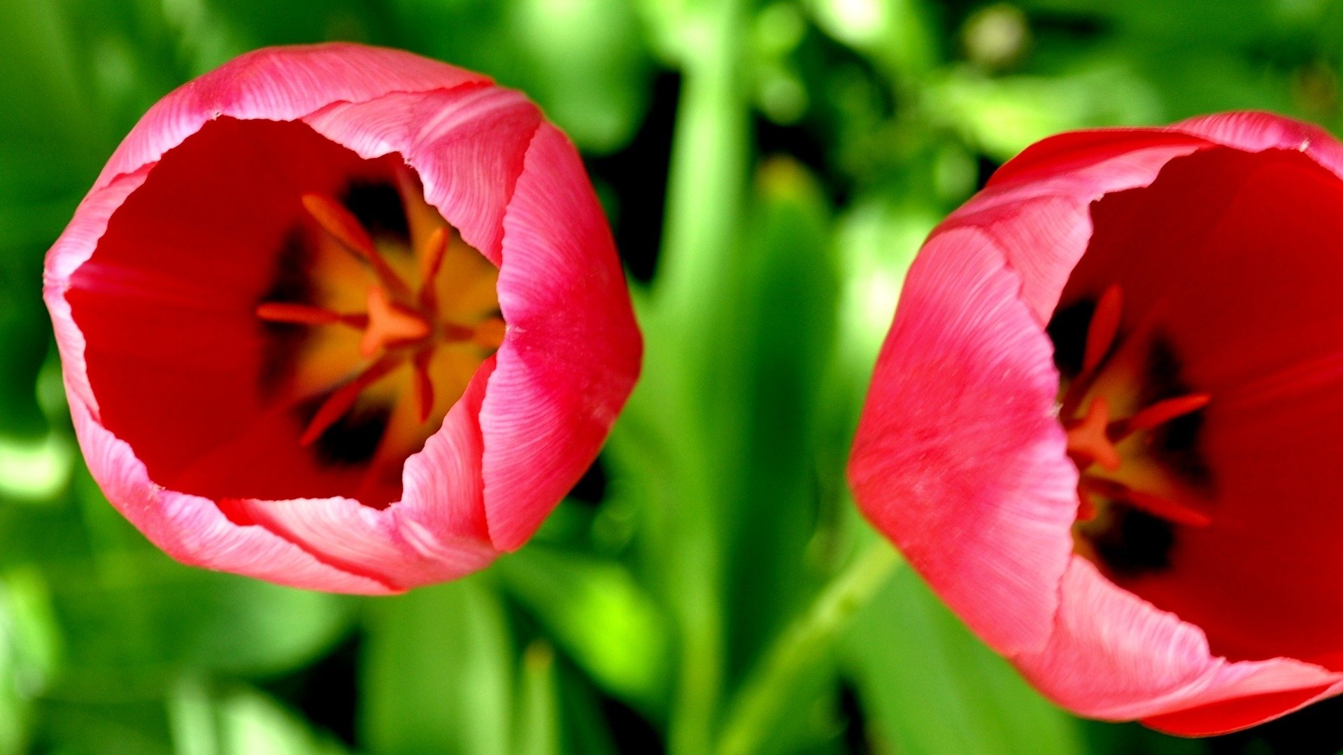 blumen makro natur