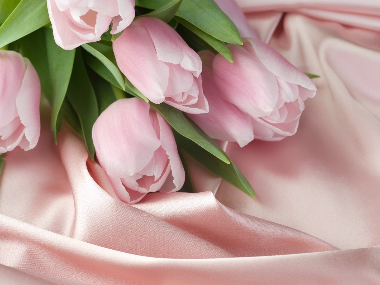 tulipes nappe tissu rose