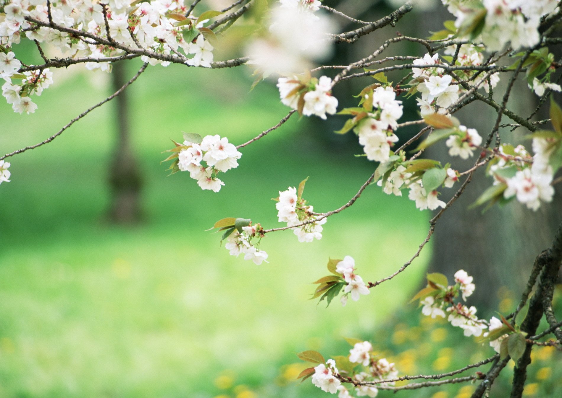 fleurs blanches verdure printemps arbres