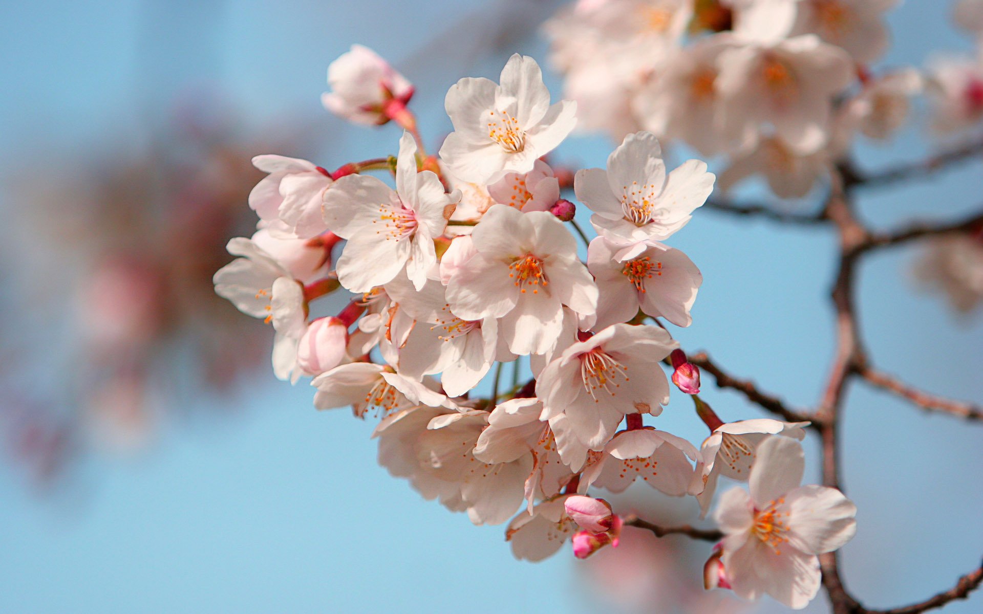 japan sakura petal