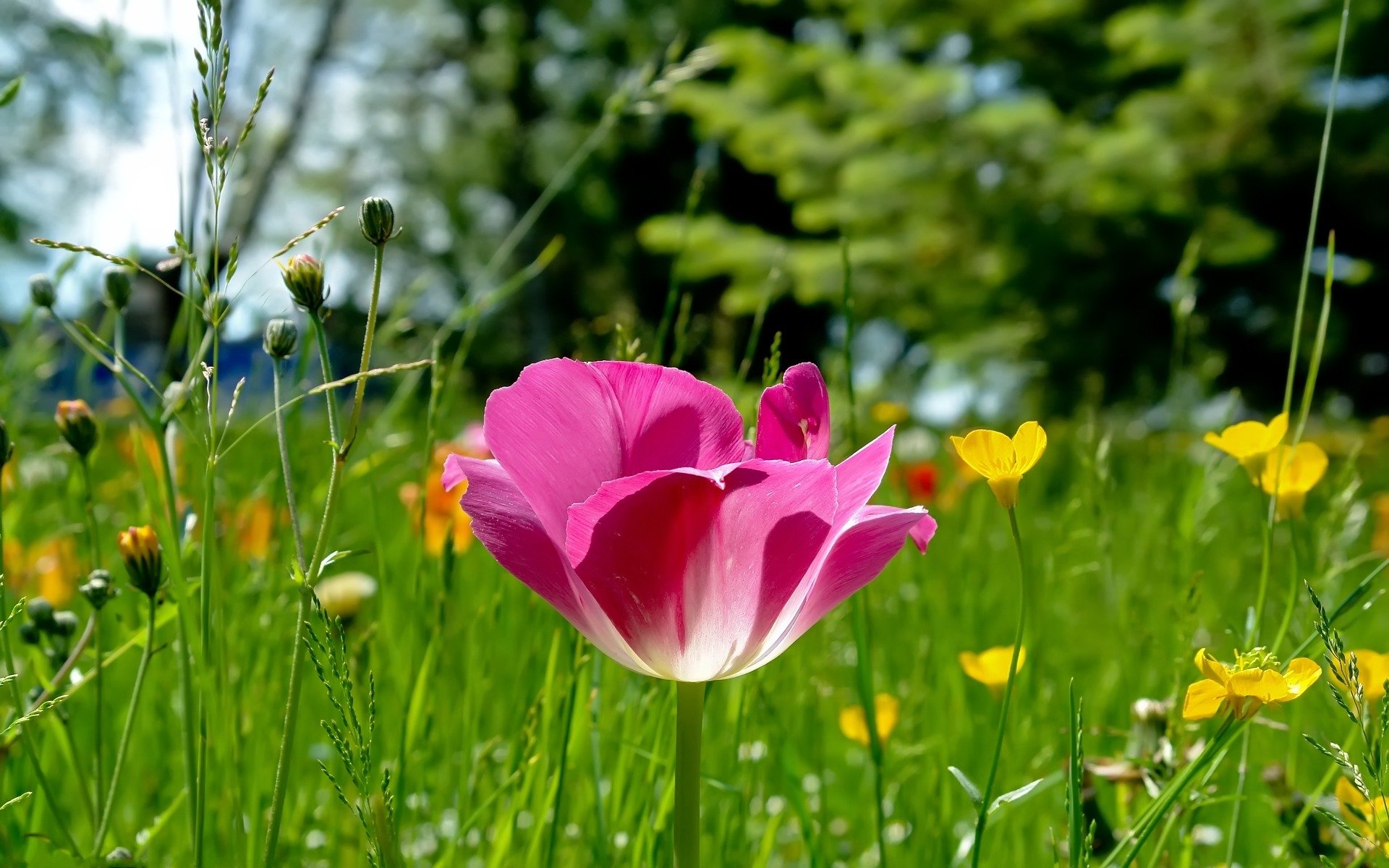 rosa tulpe lichtung gras natur fokus