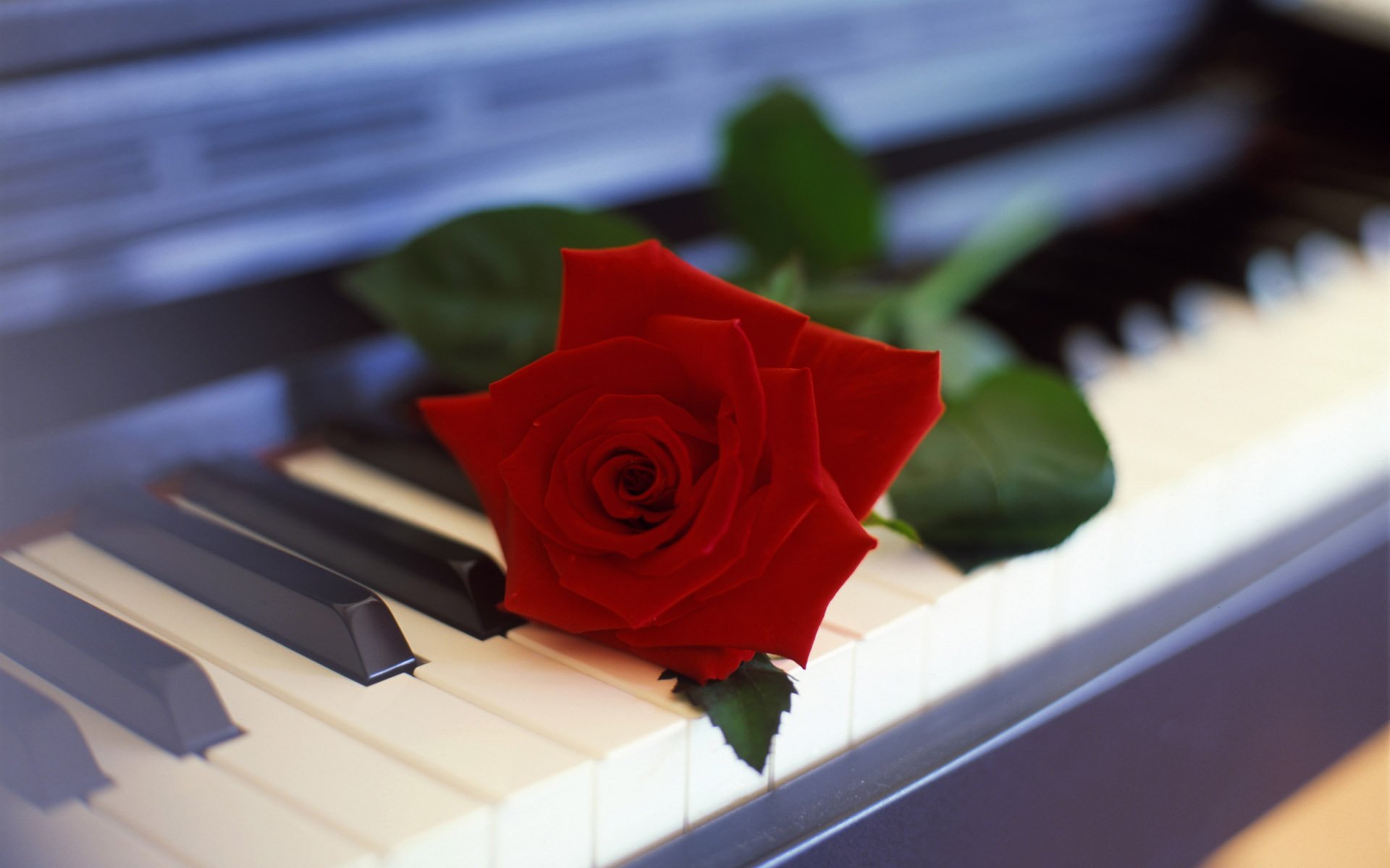 flor rosa piano