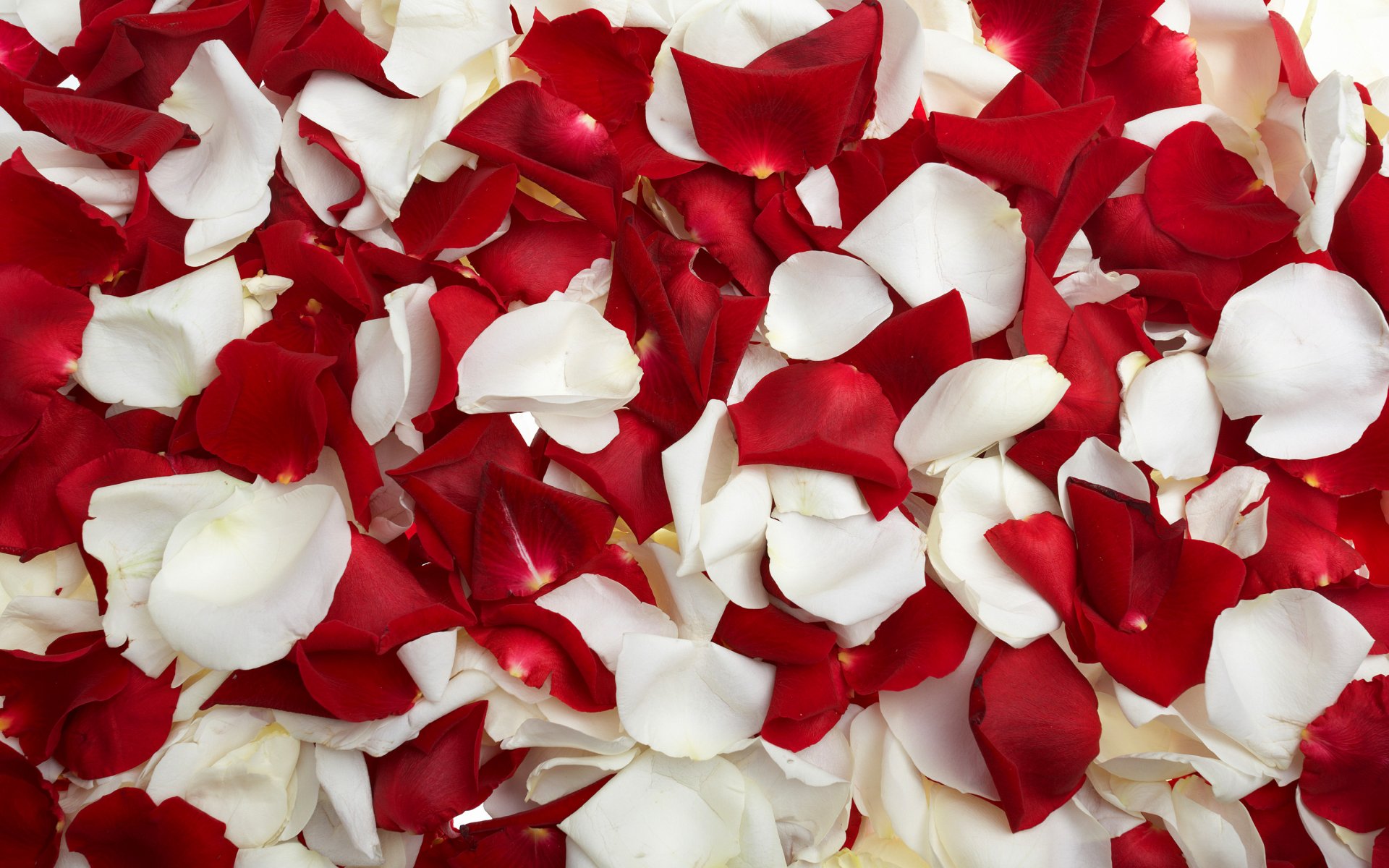 rose petals white red