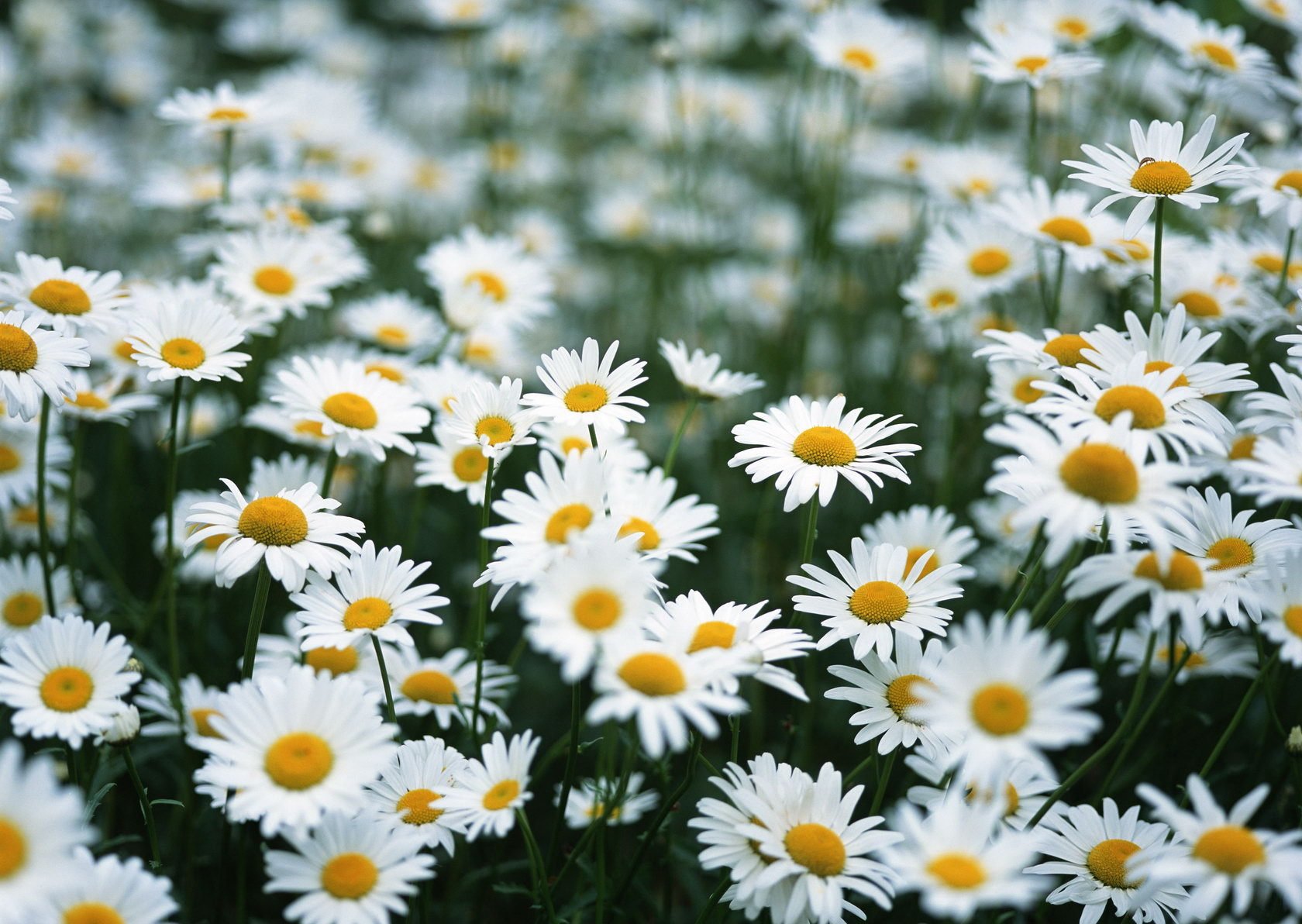 marguerites champ été fleurs