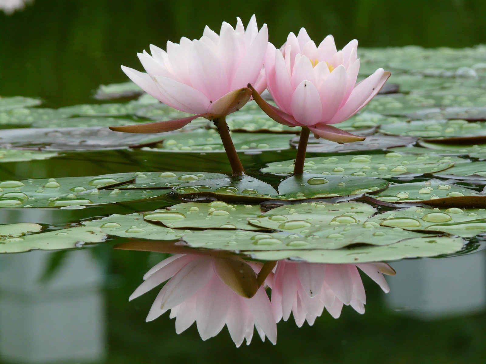 lily bog water