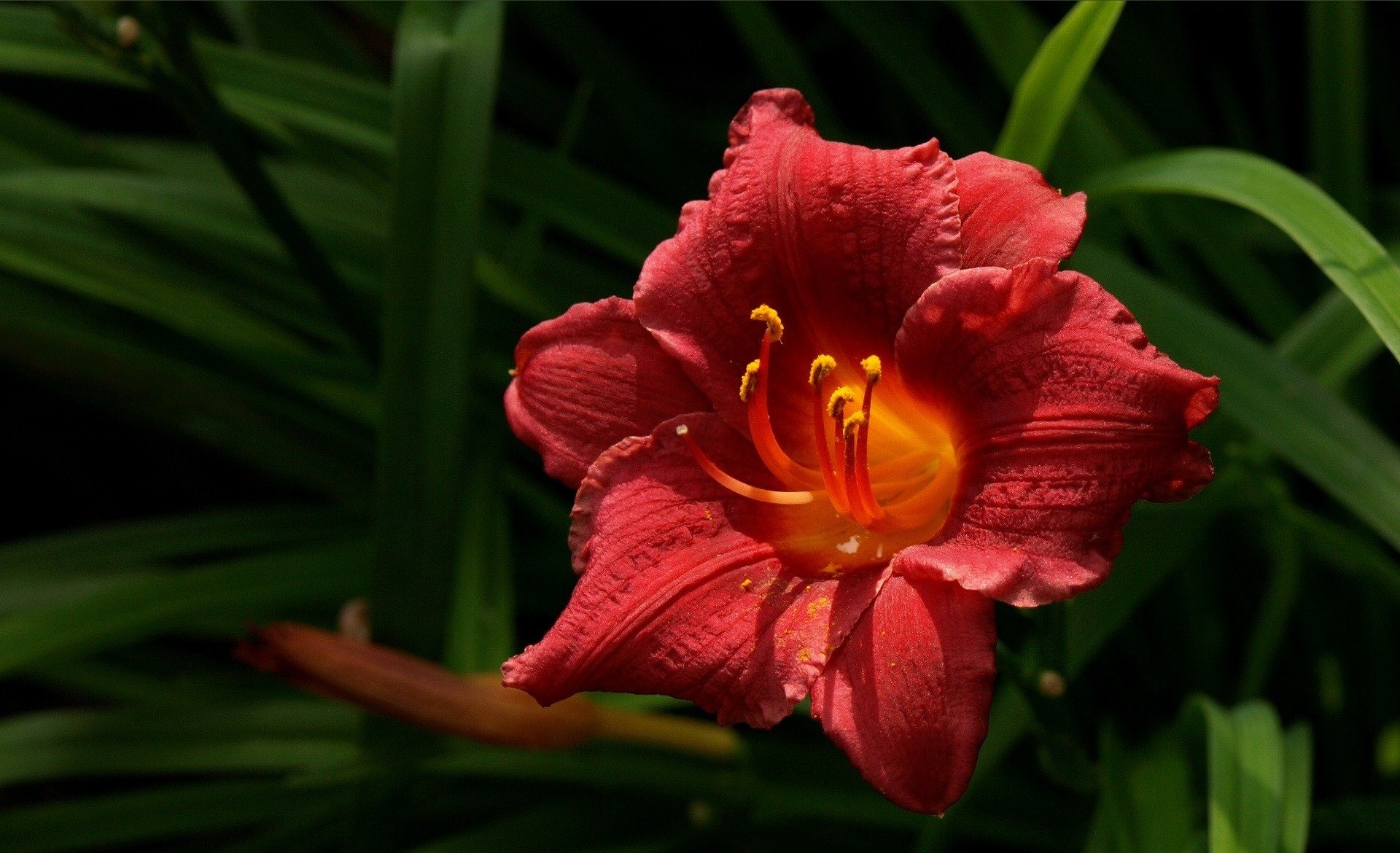 flores naturaleza macro rojo pétalos plantas