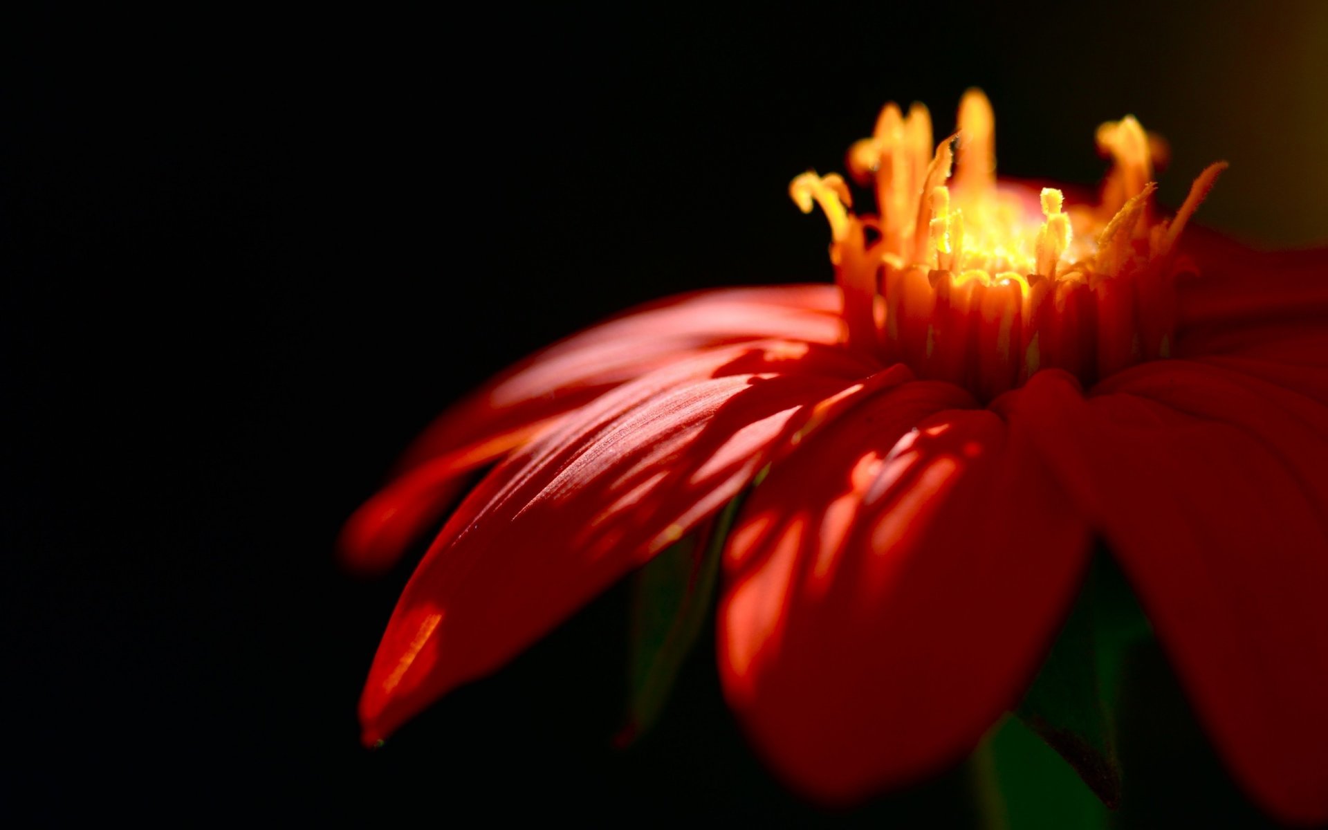 red petals focus light