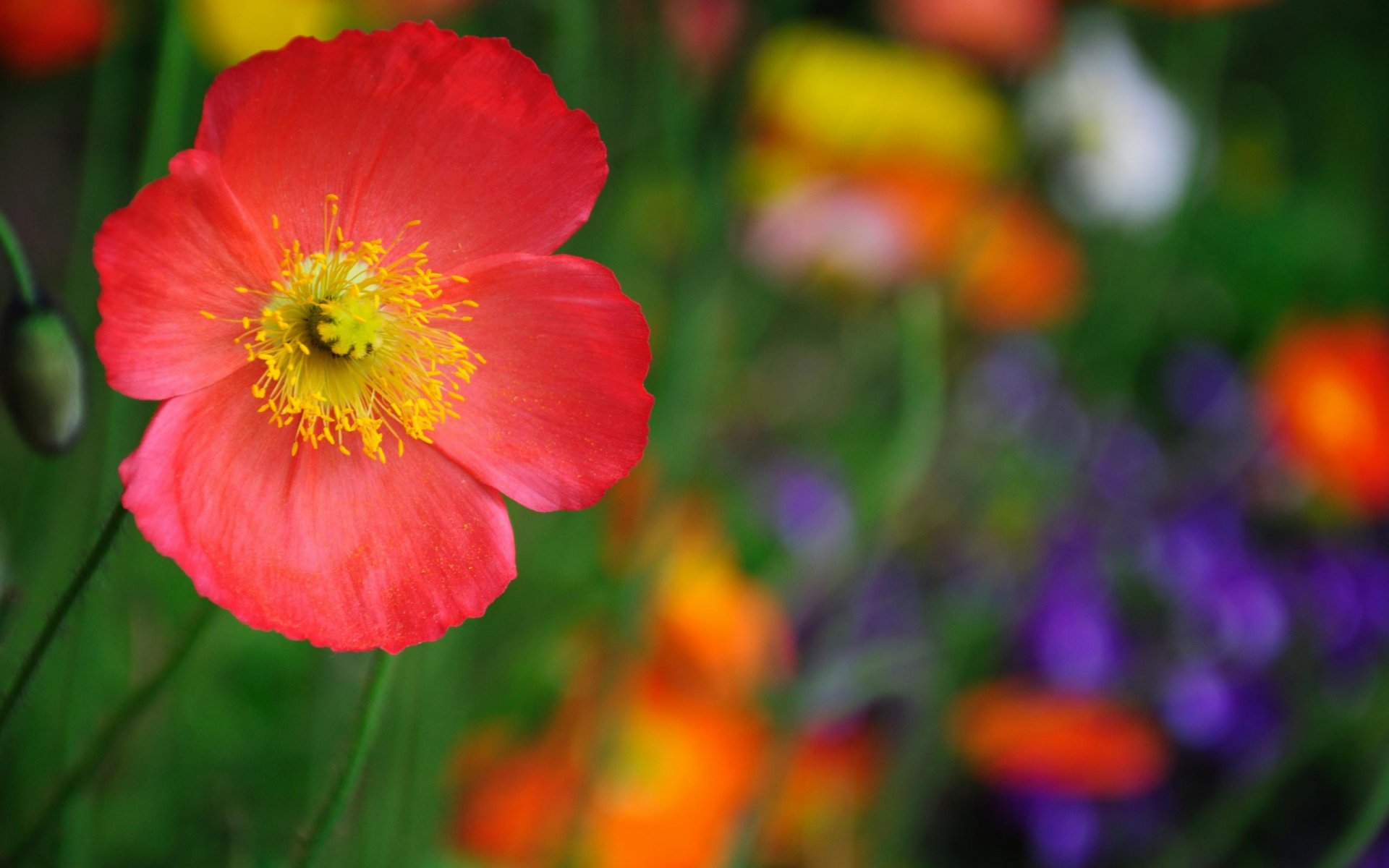 flor macro rojo