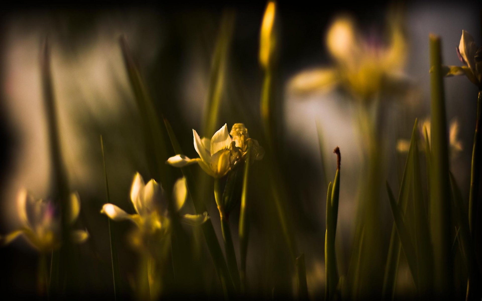 naturaleza flores foto