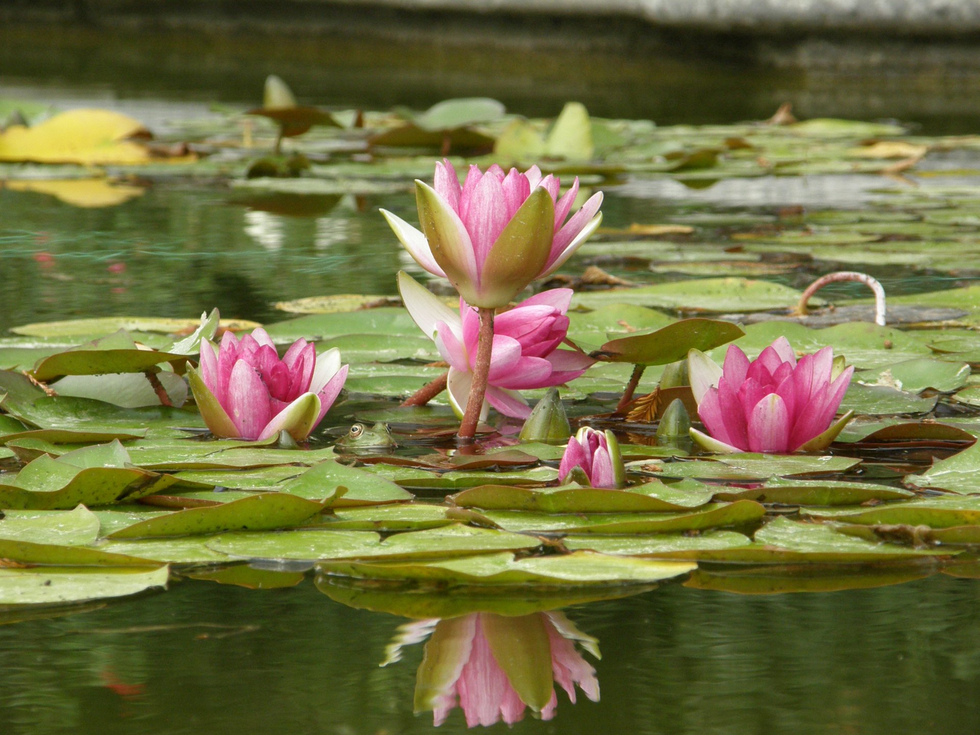 lotus wasser kröte frosch blatt