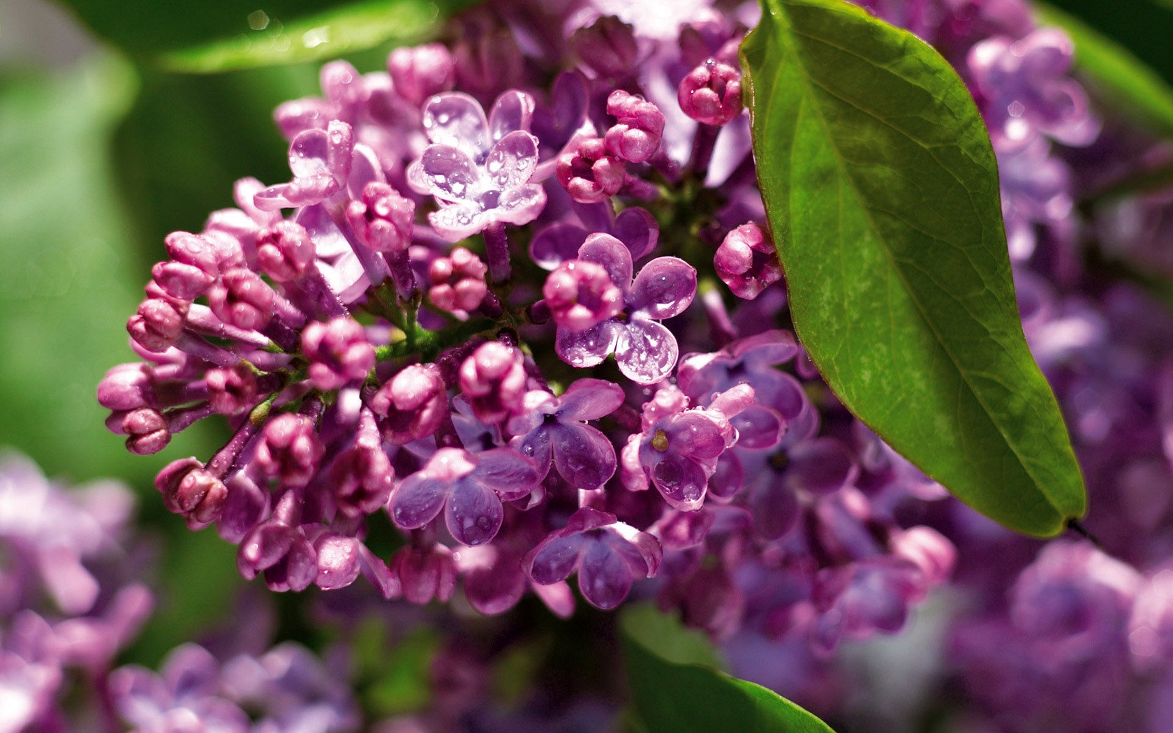 lilas rosée verdure