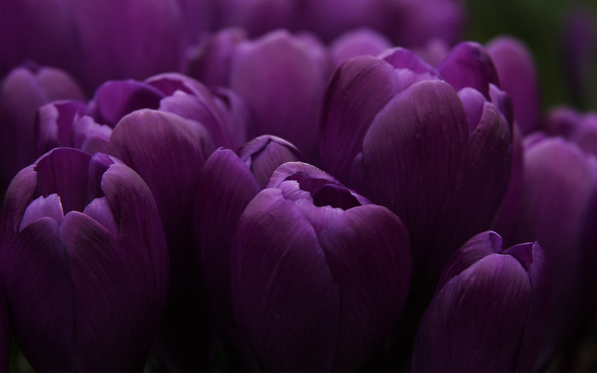 tulipany bud dużo liliowy