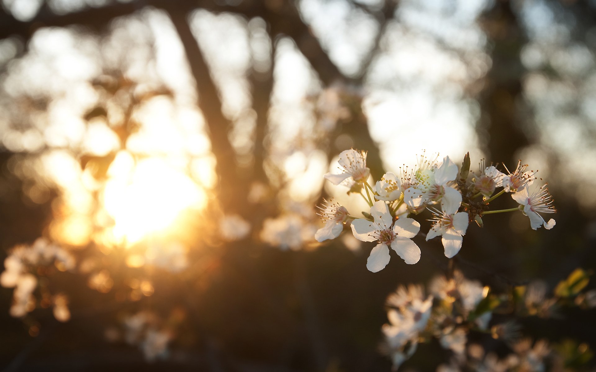 primavera oro sol