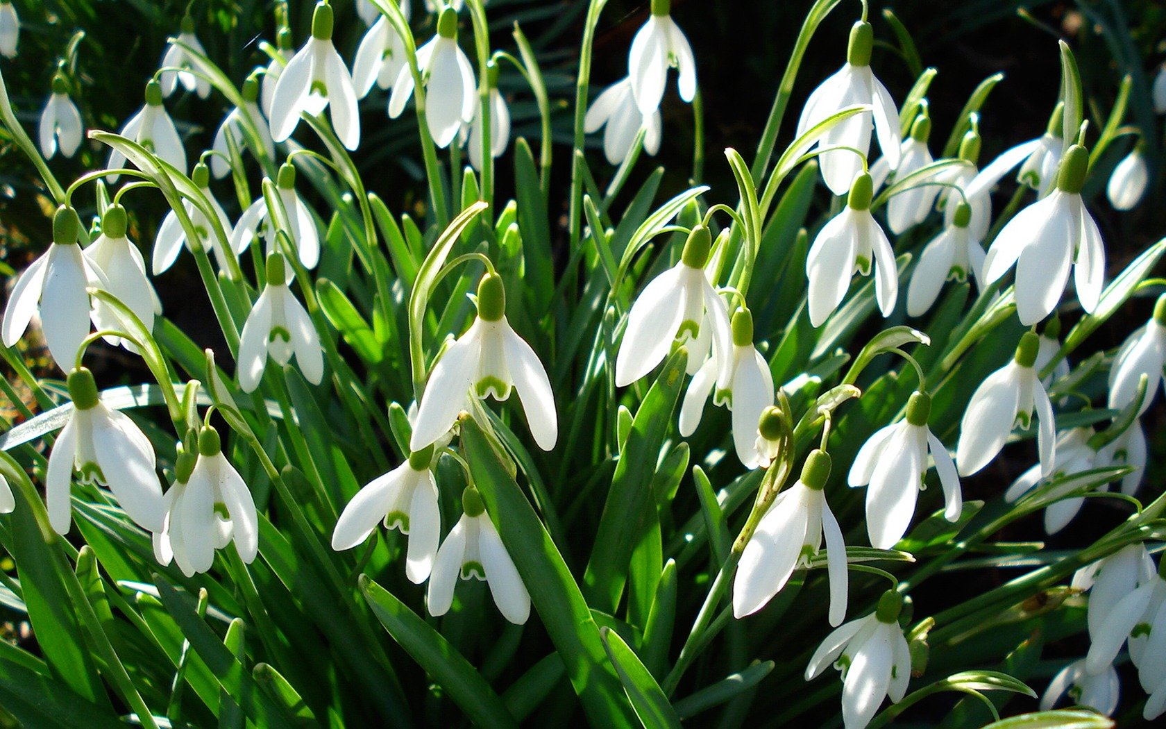 campanillas de invierno primavera verde