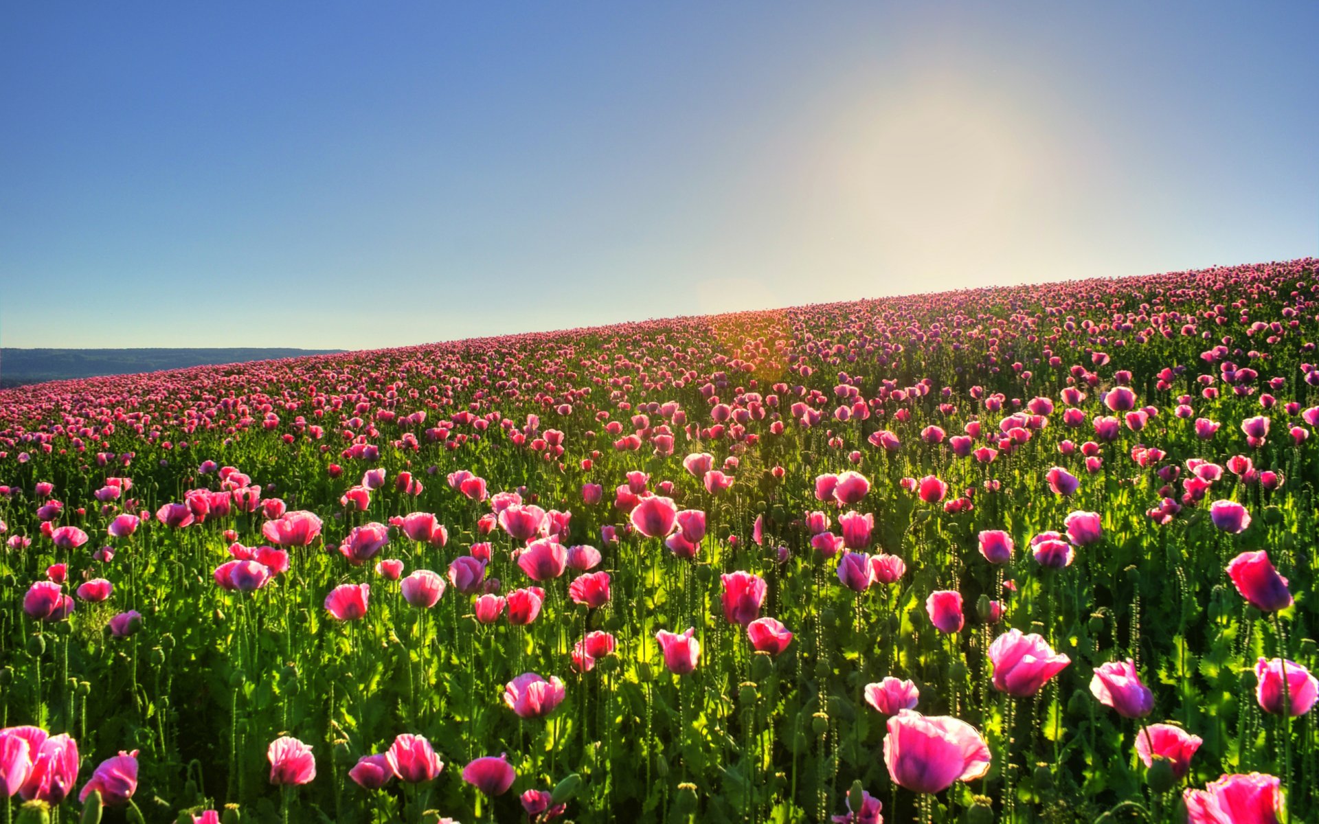 fleurs nature champ soleil