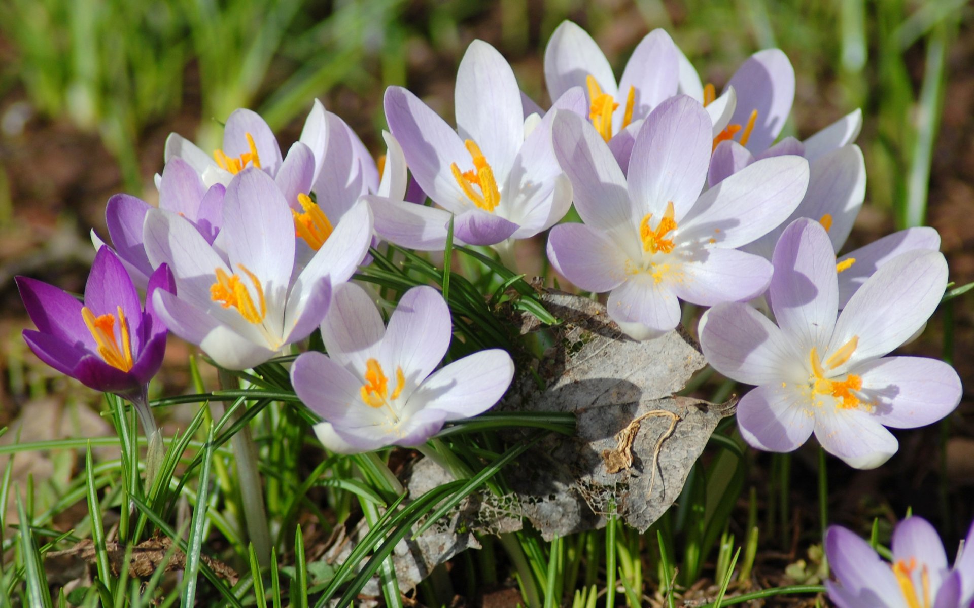 printemps crocus primevère feuille sec gros plan