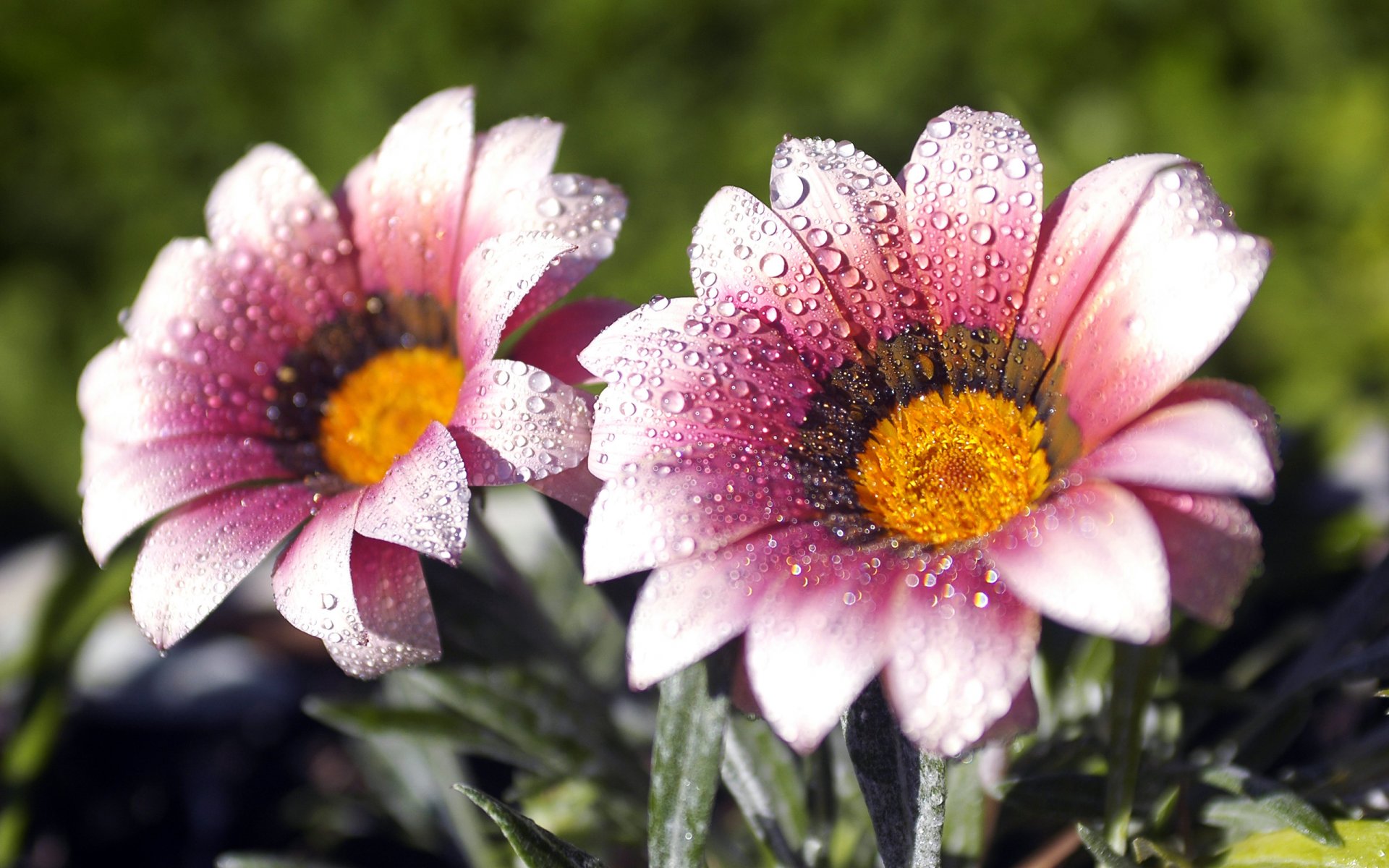 fleurs gros plan gouttelettes rosée