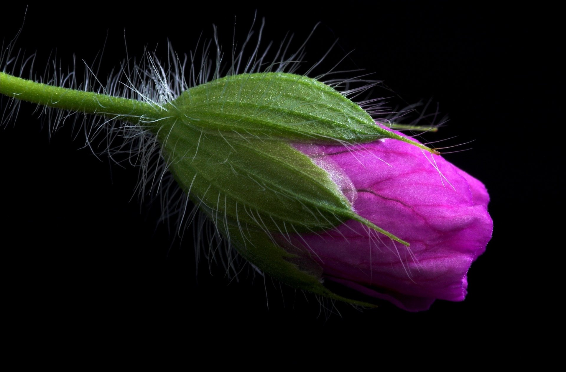 scuro fiore bocciolo