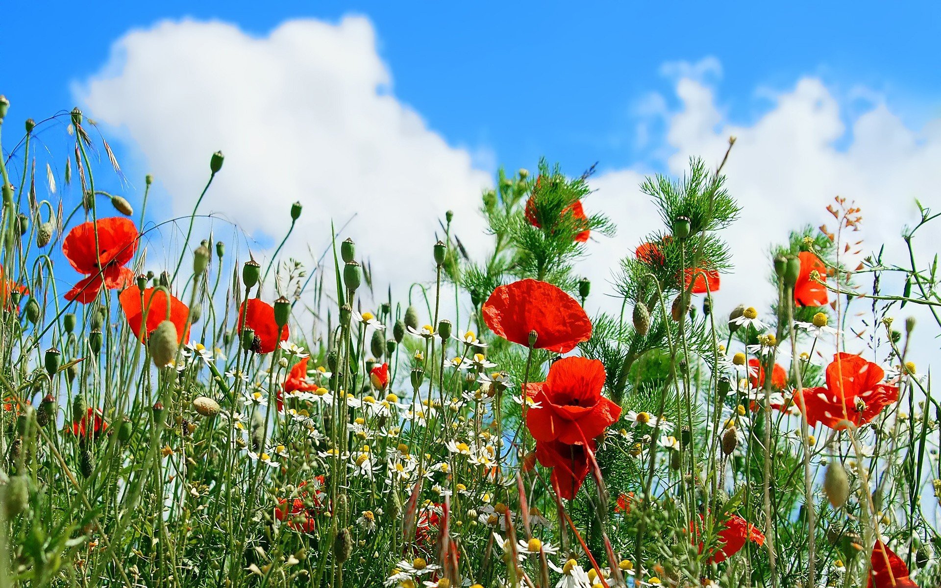 papaveri margherita margherite fiori cielo nuvole