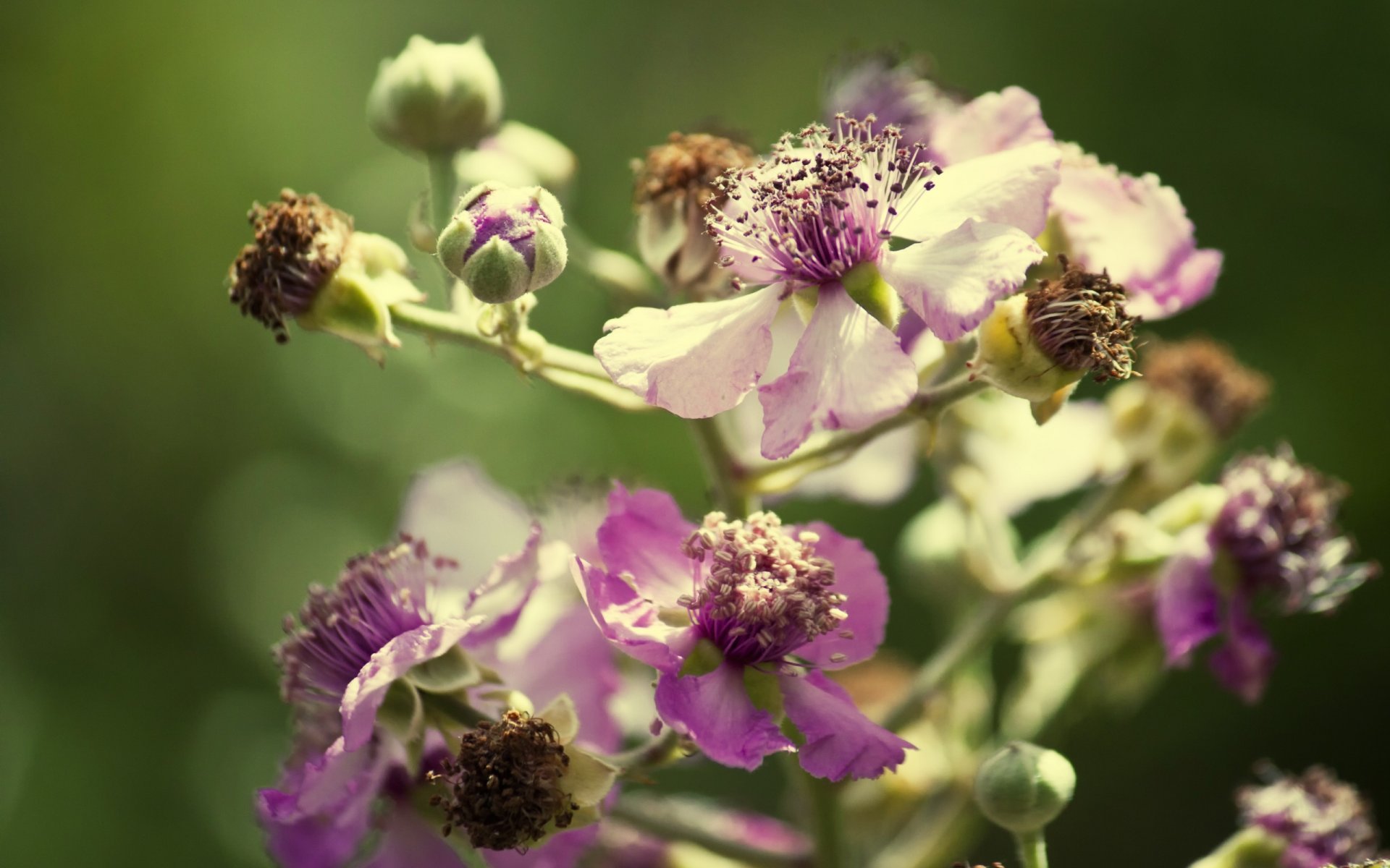 fleurs gros plan verdure bourgeon