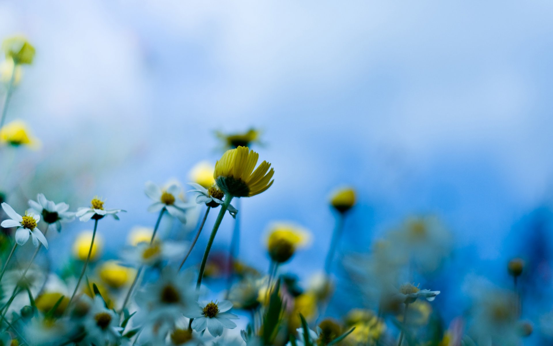 flores de pradera macro tallo