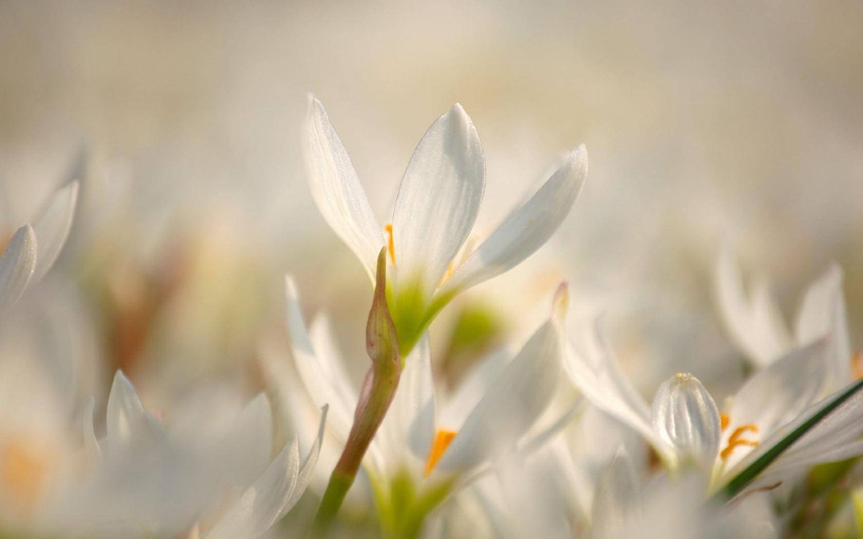 primavera flores campanillas de nieve claro soleado rayos resplandor deshielo ternura