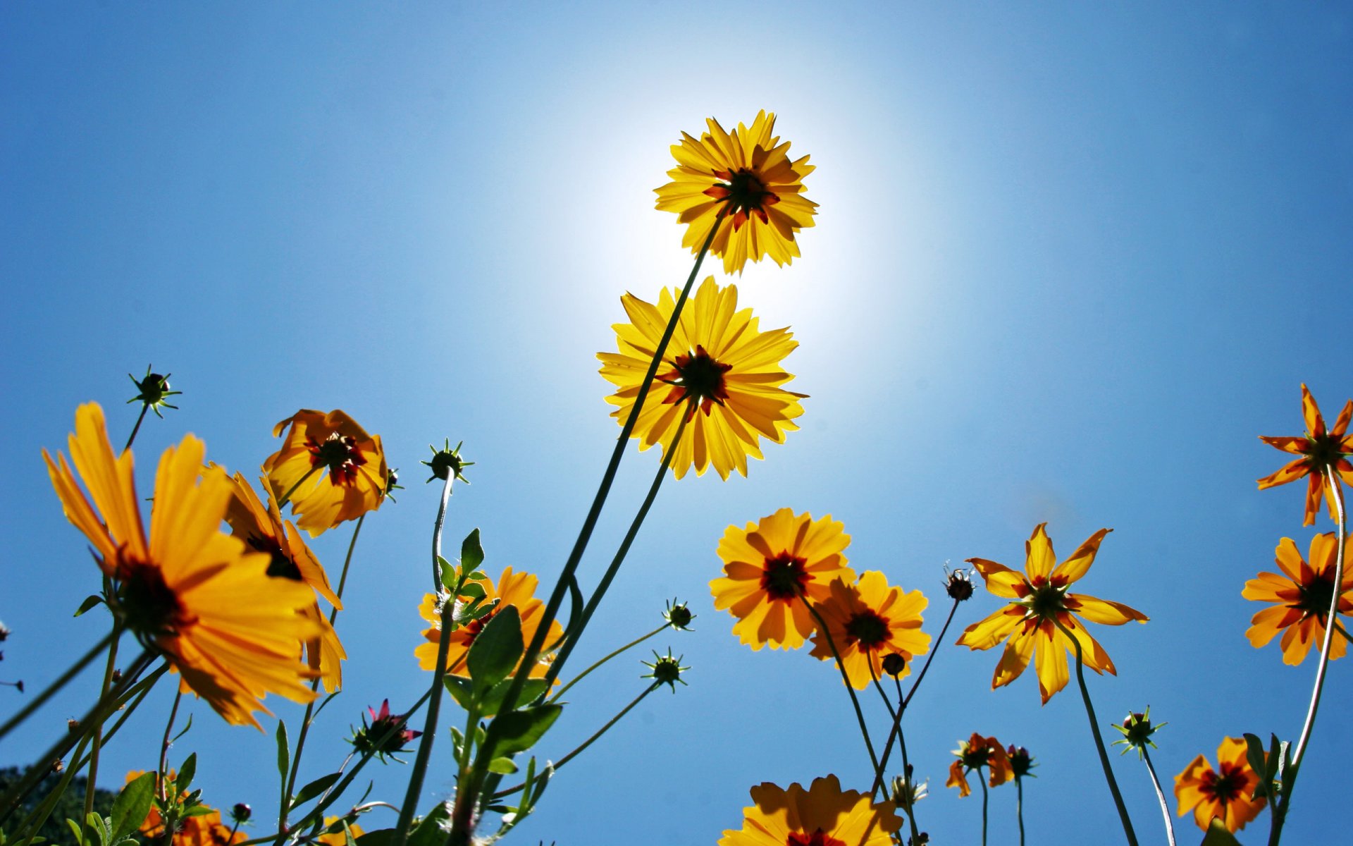 blumen natur schönheit