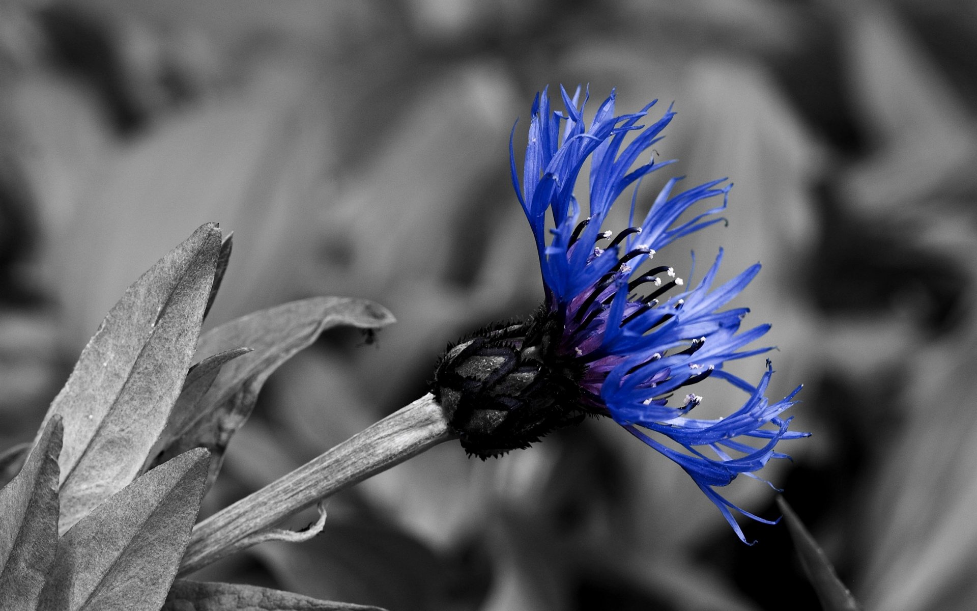 bianco e nero blu contrasto