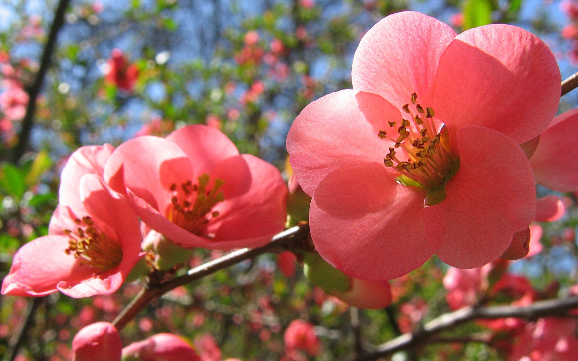 blüte rosa blüten frühling