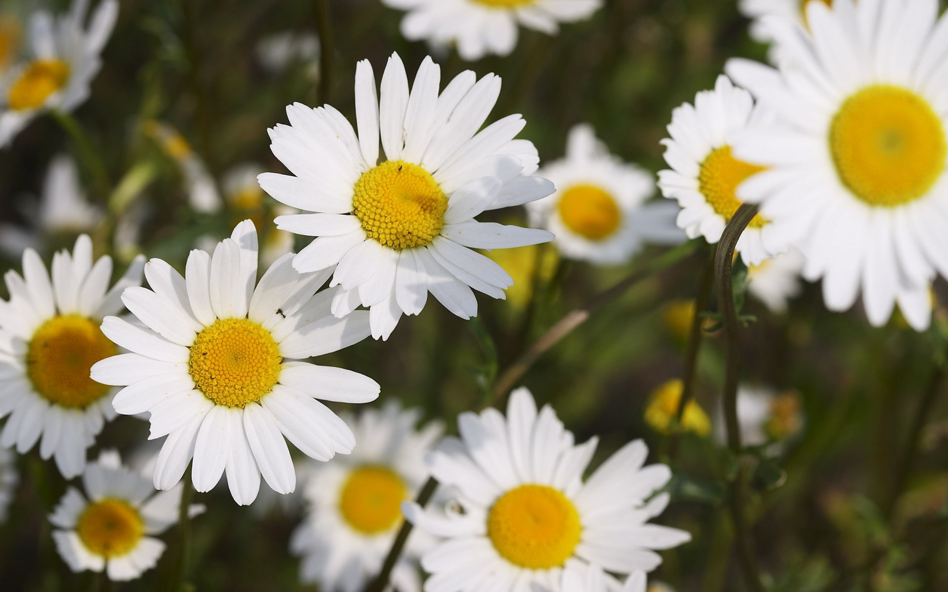 schneeweiße gänseblümchen viele